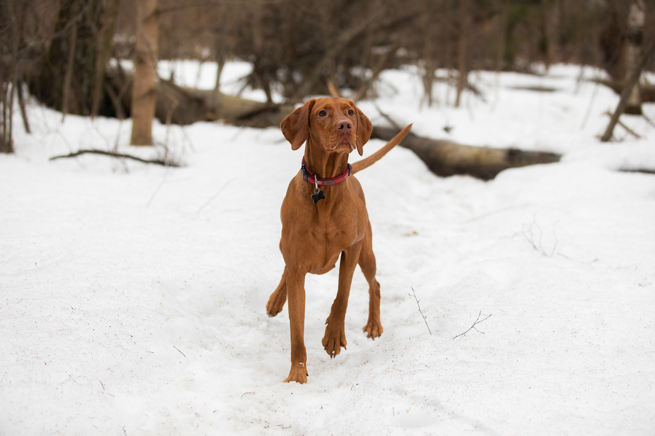 Фотограф Алена Звездина