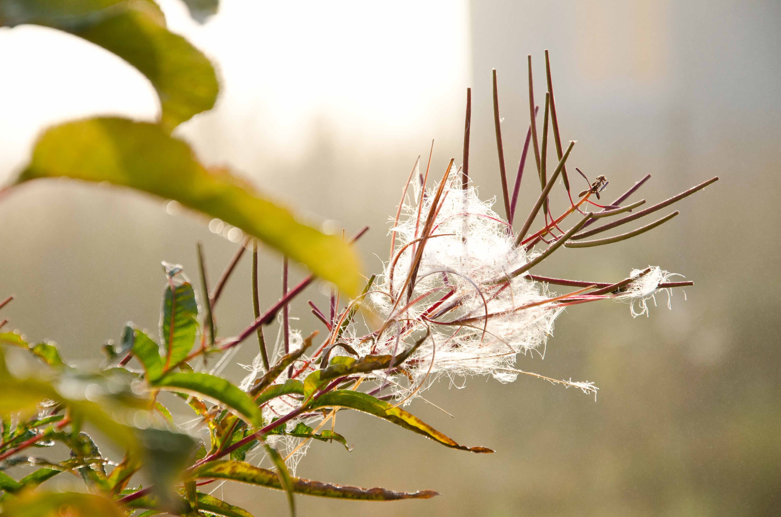Портретная и предметная фотография. Столярное дело. Дракон и Ведьмочка — творческая коллаборация