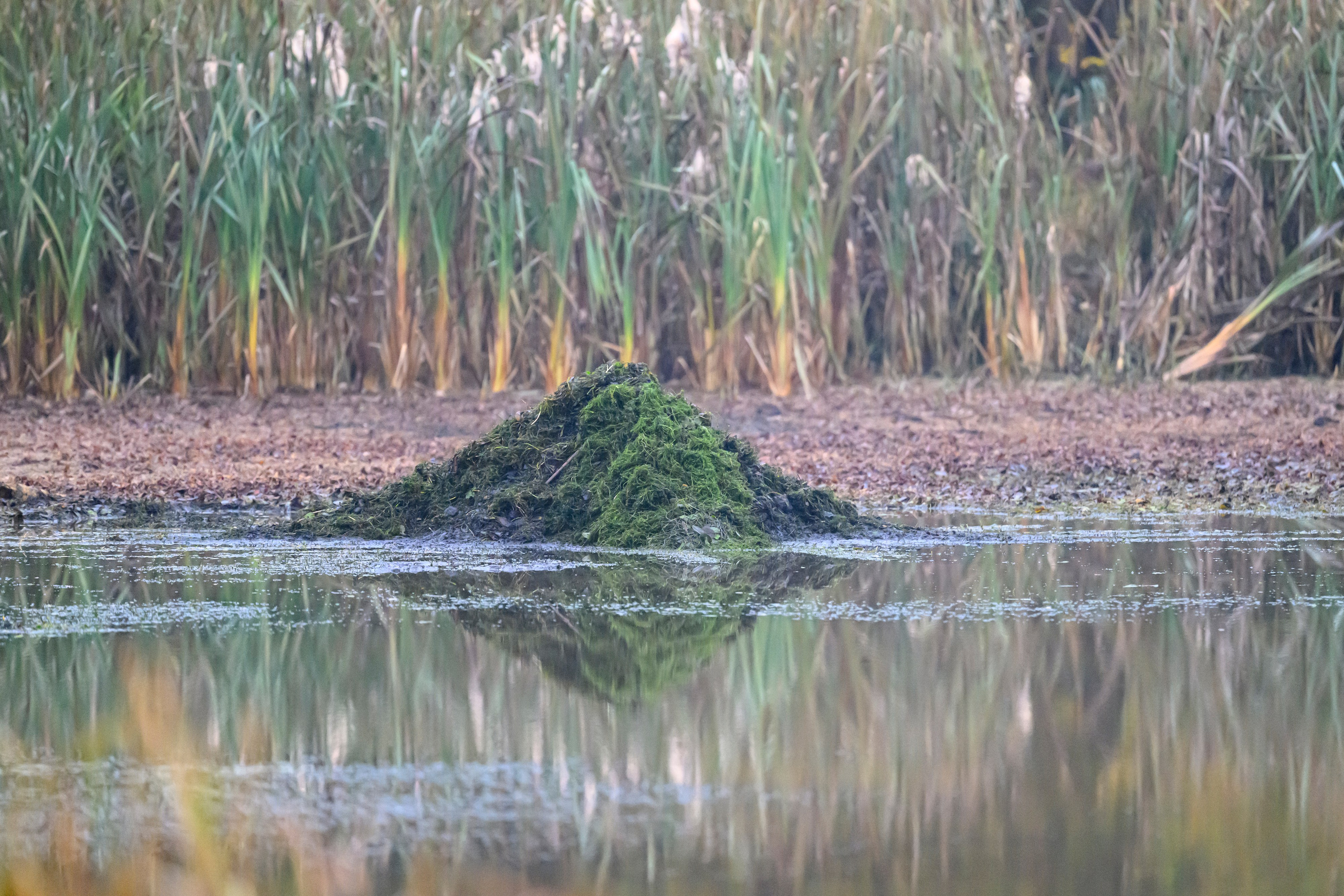 Водяной пастушок и кормовой стог ондатры. Wildlife photography by Sergey Puponin