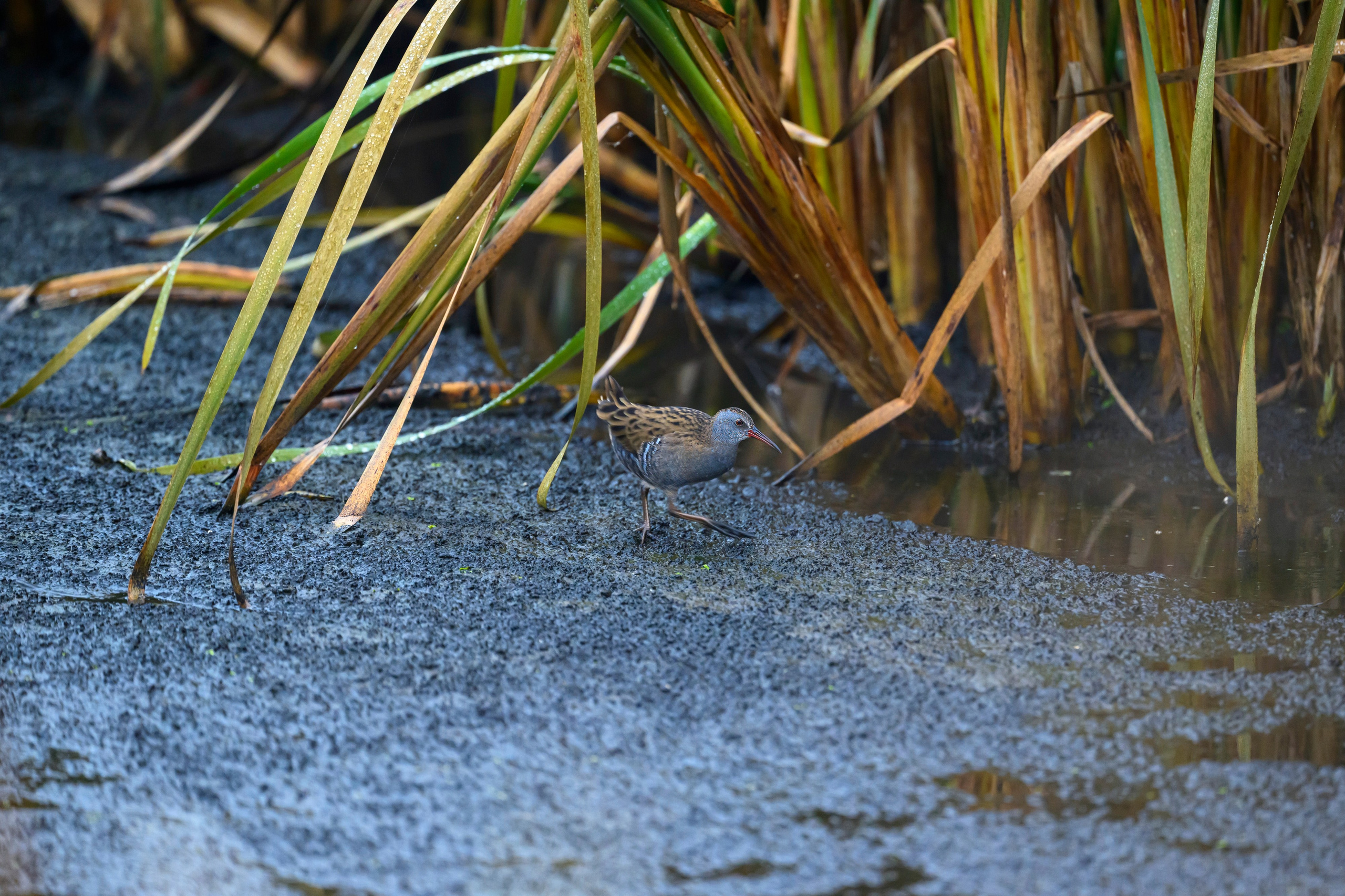 Водяной пастушок и кормовой стог ондатры. Wildlife photography by Sergey Puponin