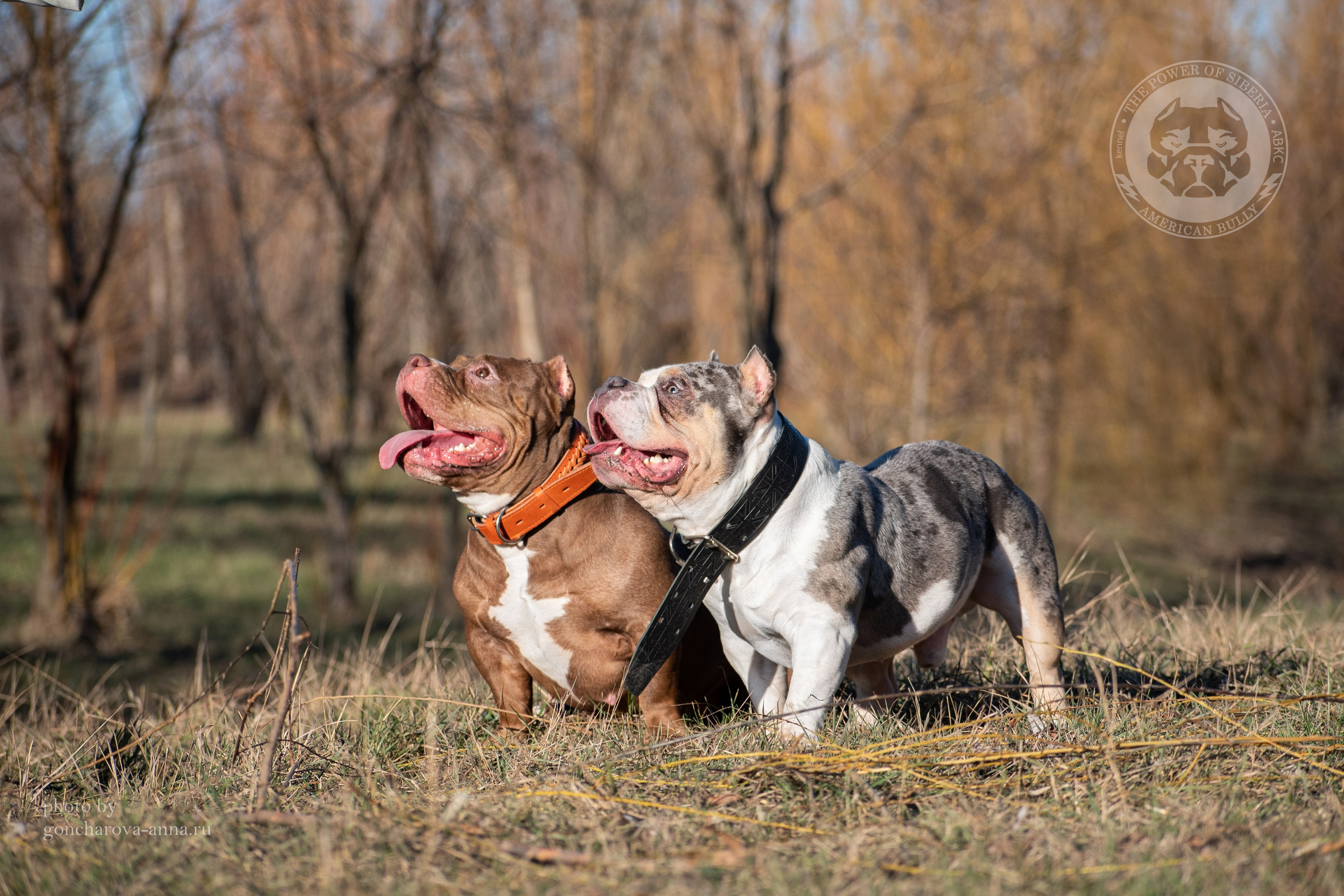 питомник Ultimate Bully, питомник FORTIS FORTUNA VALIDI, питомник EXTREME BEAR, питомник American Dream, Питомник RUSSIAN BULLS, питомник ТАРУС & BULLY LAND,
