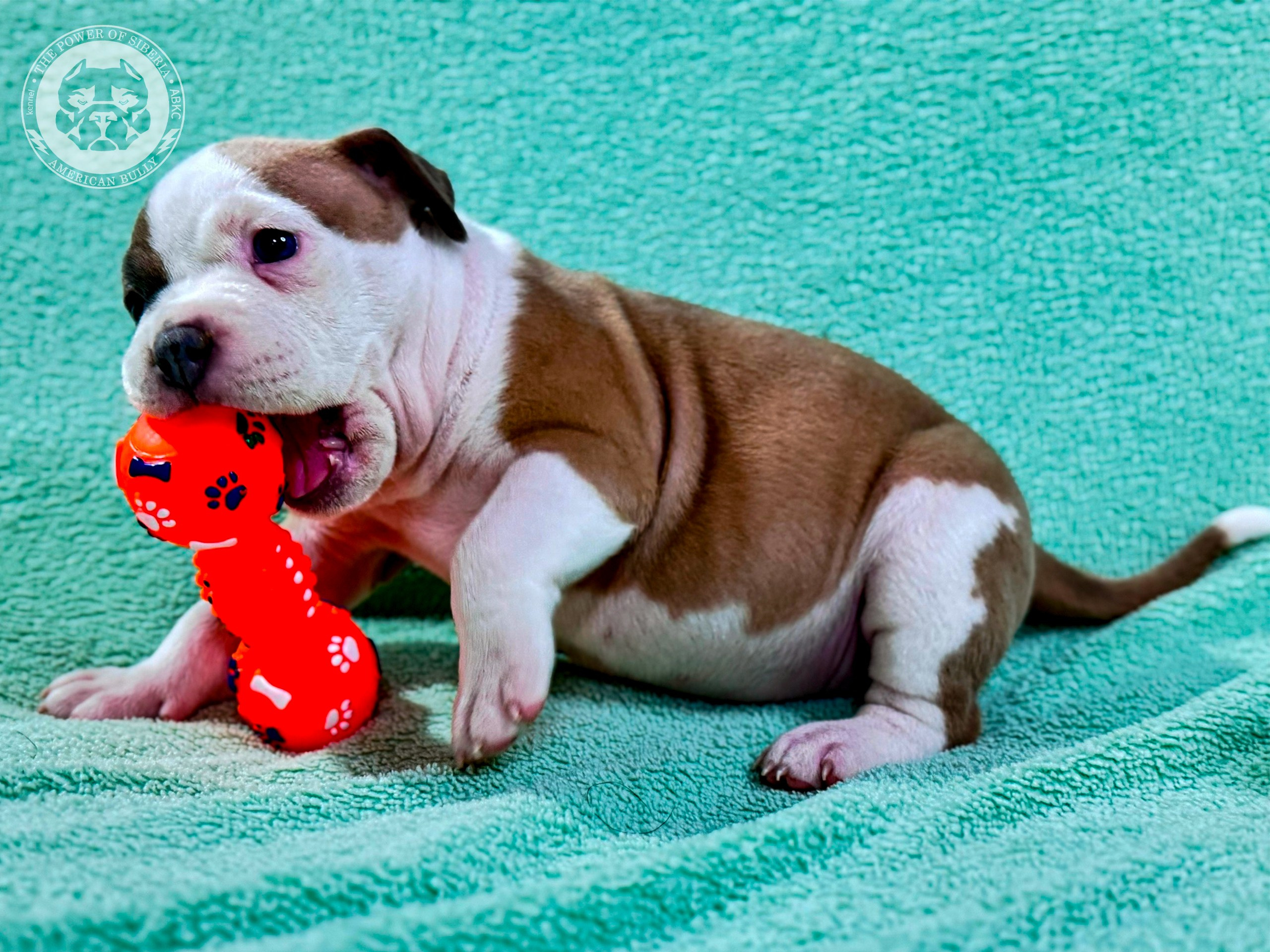 Все свободные щенки. Американский Булли в г. Ростов-на-Дону. Питомник THE POWER OF SIBERIA