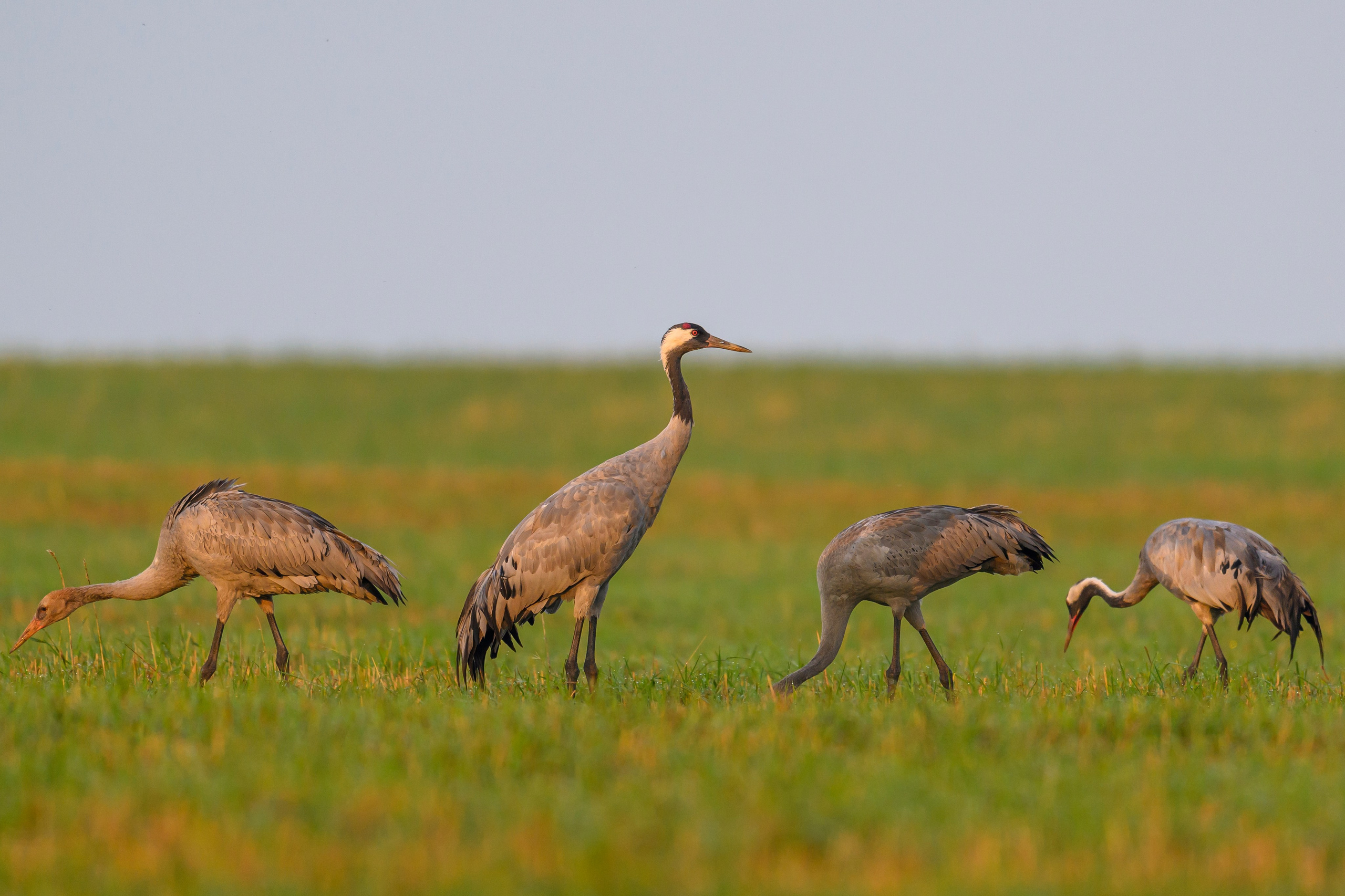 Серый журавль. Фотограф Сергей Пупонин