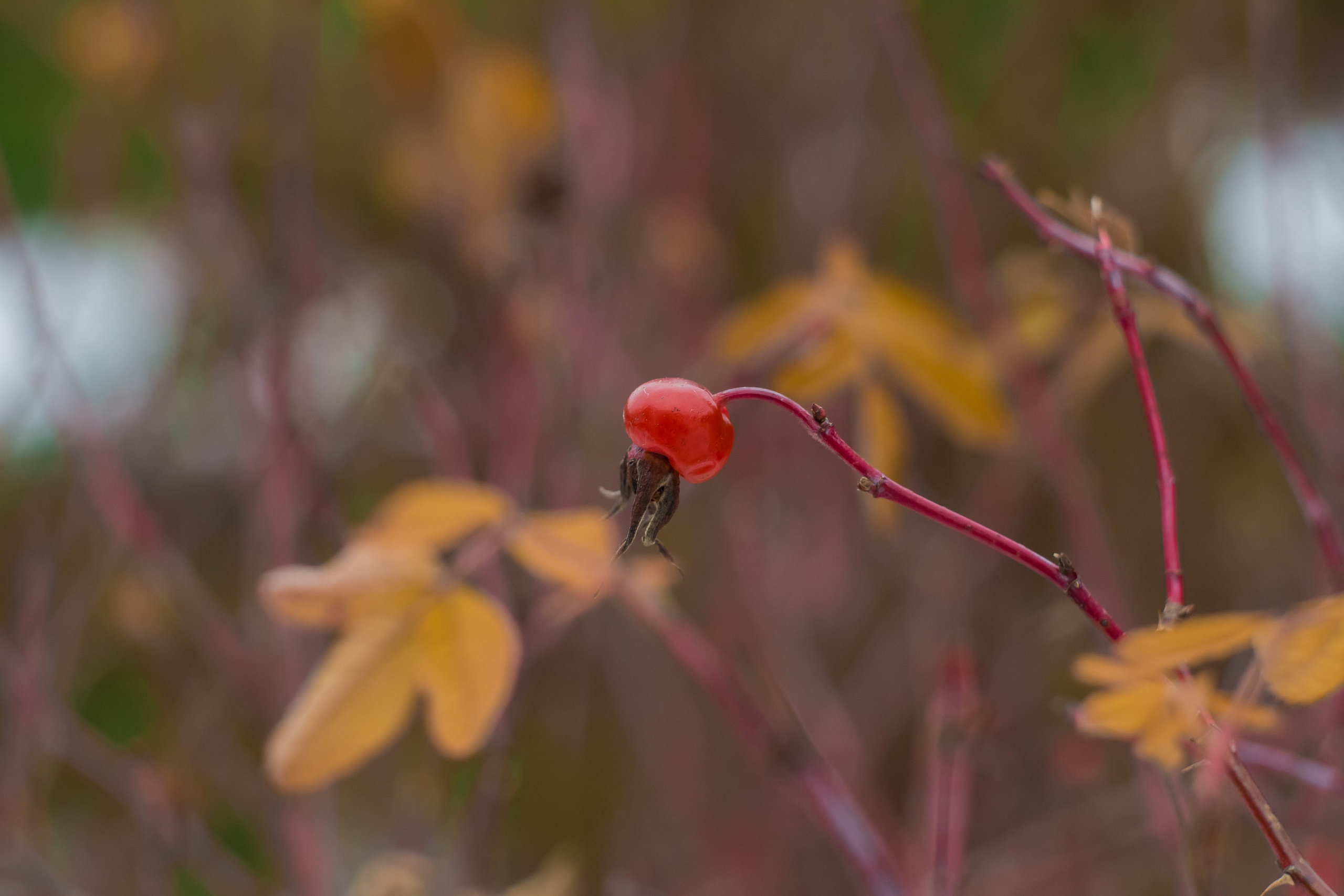 Осень, 2023 год. Фотограф Переверзева Анна Екатеринбург