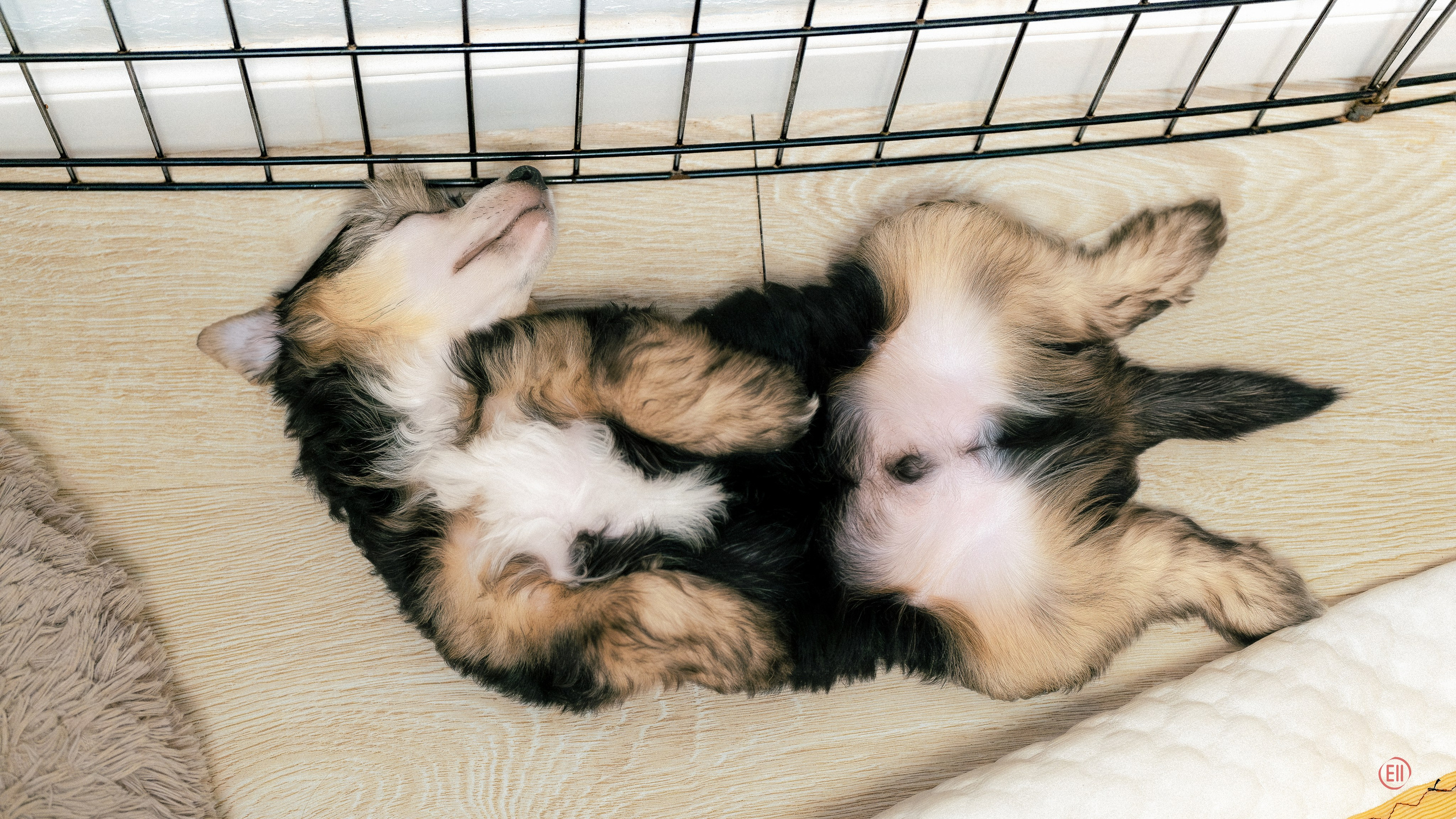 Lux became a dad. Chinese Crested Dog Kennel Poale Ell