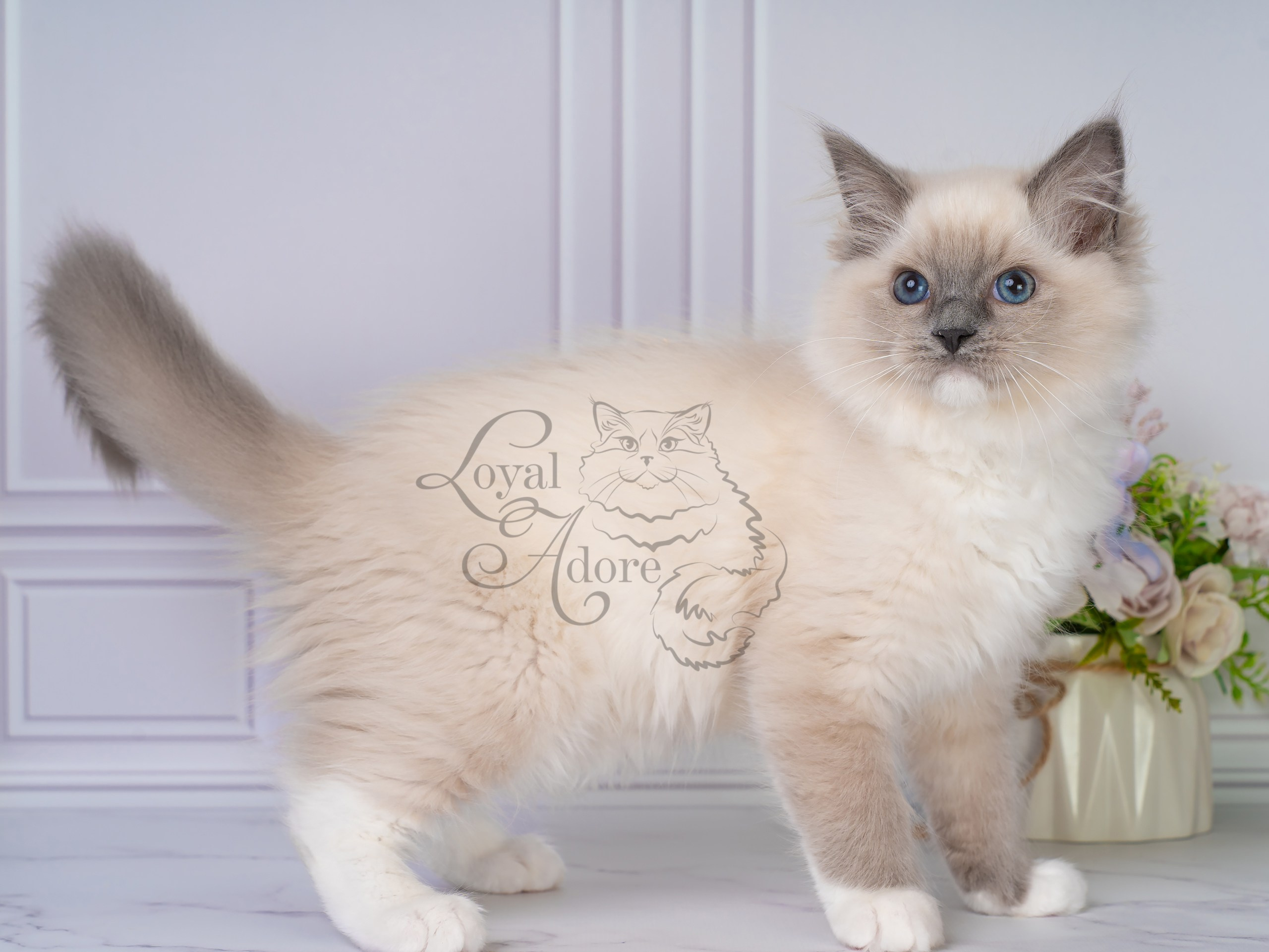 Все свободные котята. Питомник рэгдолл Loyal Adore