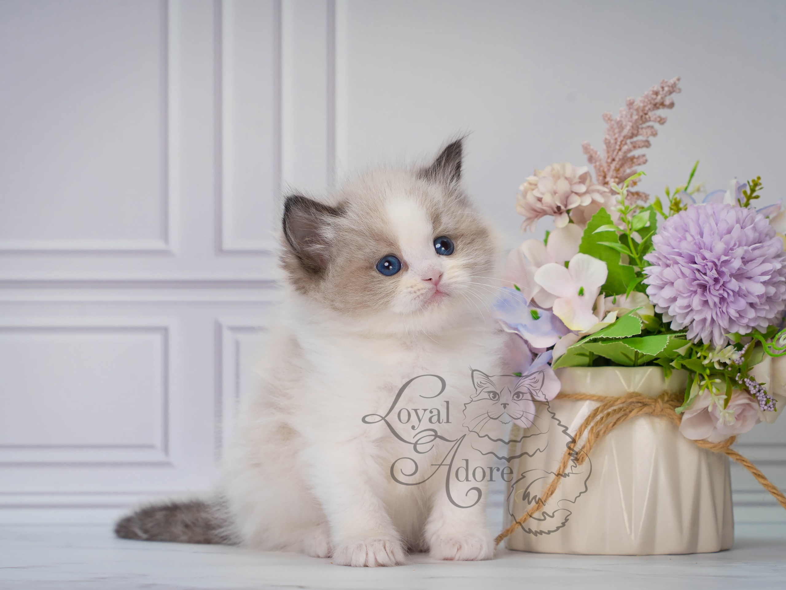 Котята рэгдолл от Loyal Adore. Питомник рэгдолл Loyal Adore