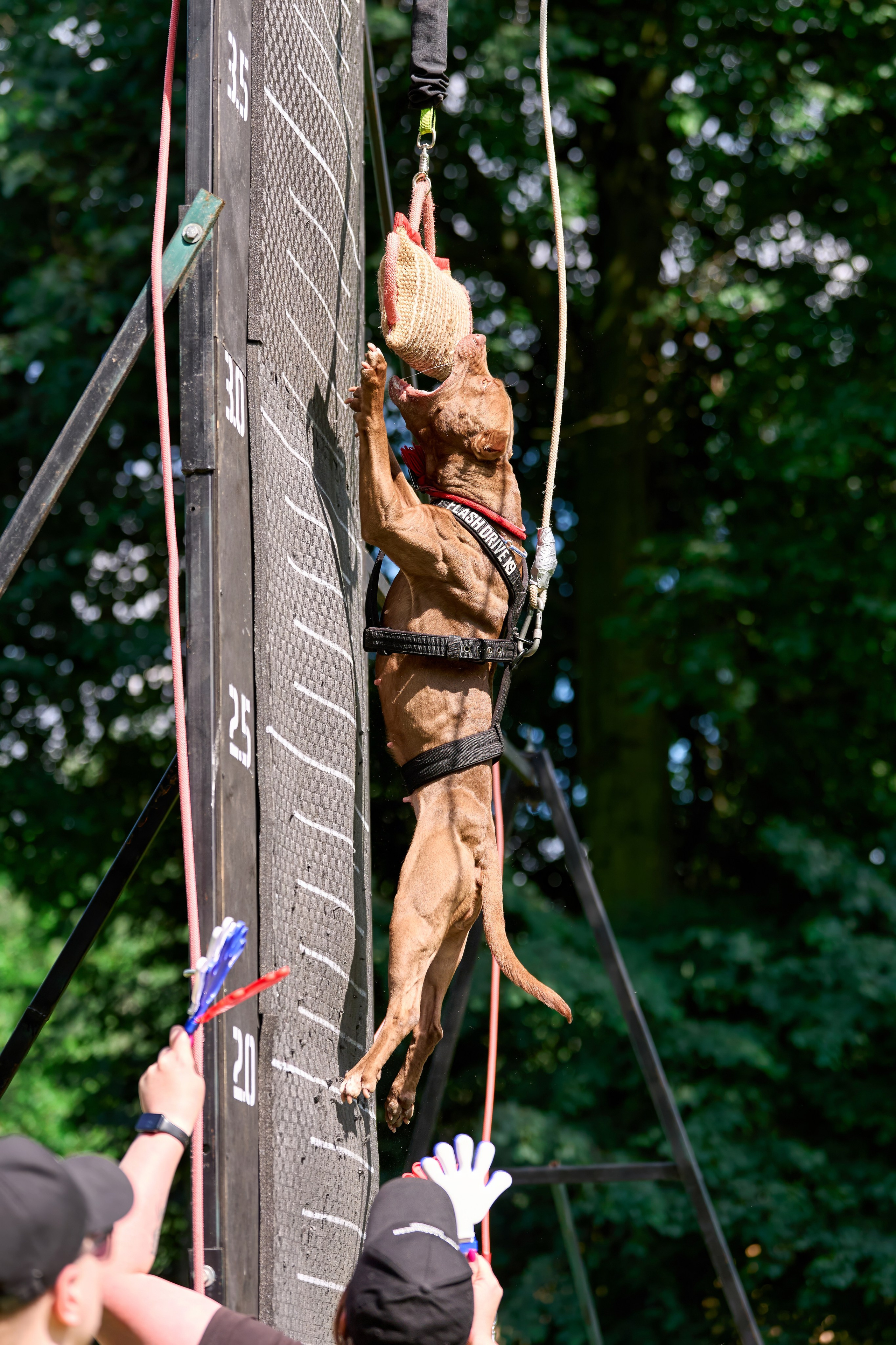 Двухдневные соревнования «Jump'n'Gym Fest — 2024». Фотограф-анималист Михаил Манухин