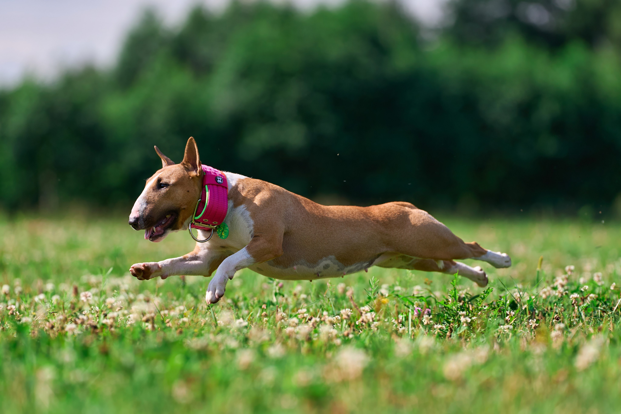 Тренировка в Донино. Фотограф-анималист Михаил Манухин