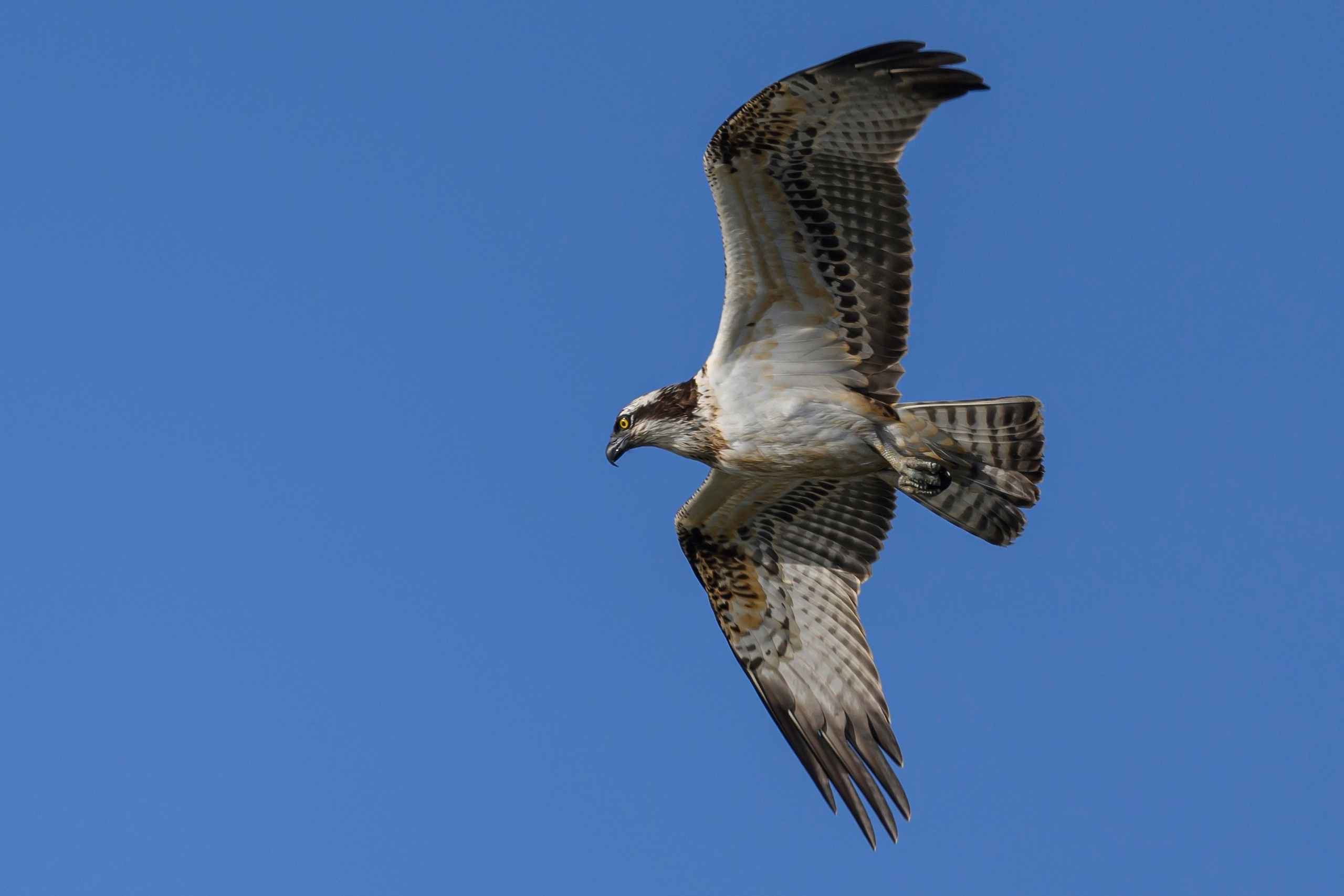 Скопа и канюк. The Osprey and the Buzzard. Фотограф Сергей Пупонин