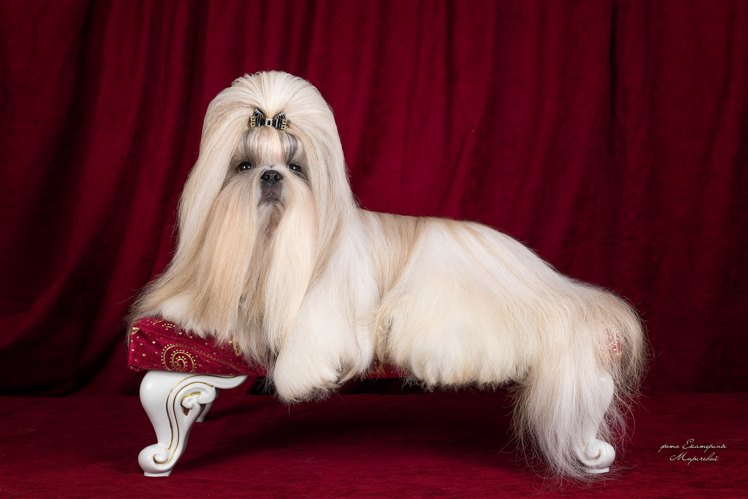 Студийная съёмка на моей территории. Фотограф-анималист в Омске Екатерина Маричева