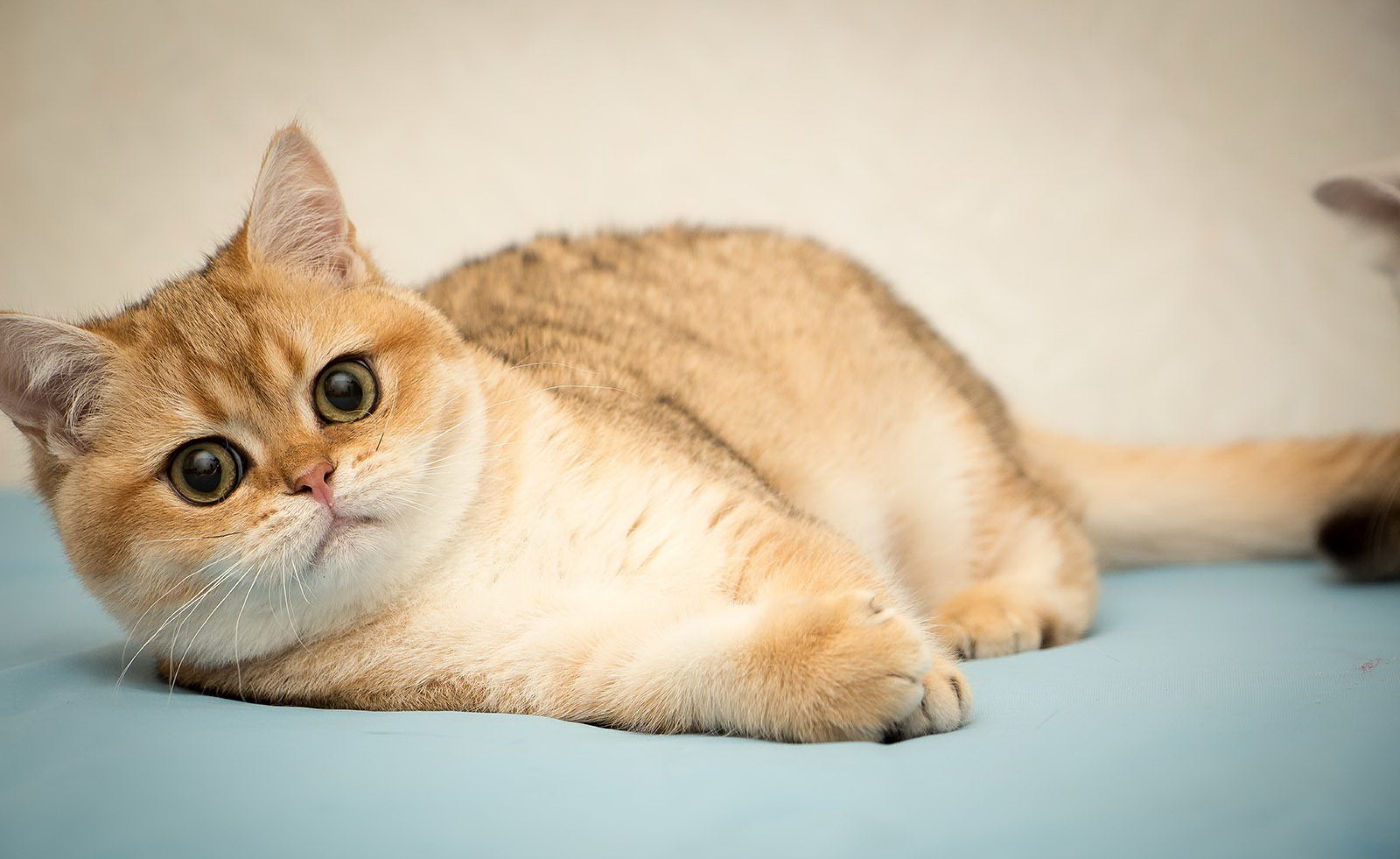 About us. British shorhair Cats