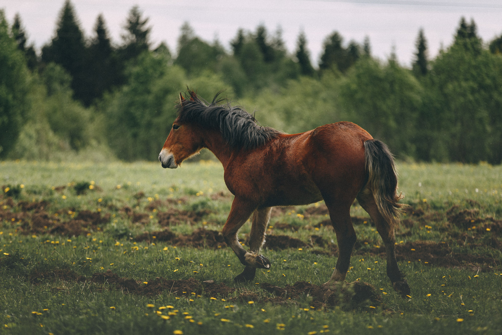 Репортажная фотосъемка на природе. Один день в Коноше с Алиной. Фотограф — путешественник Светлана Романовская
