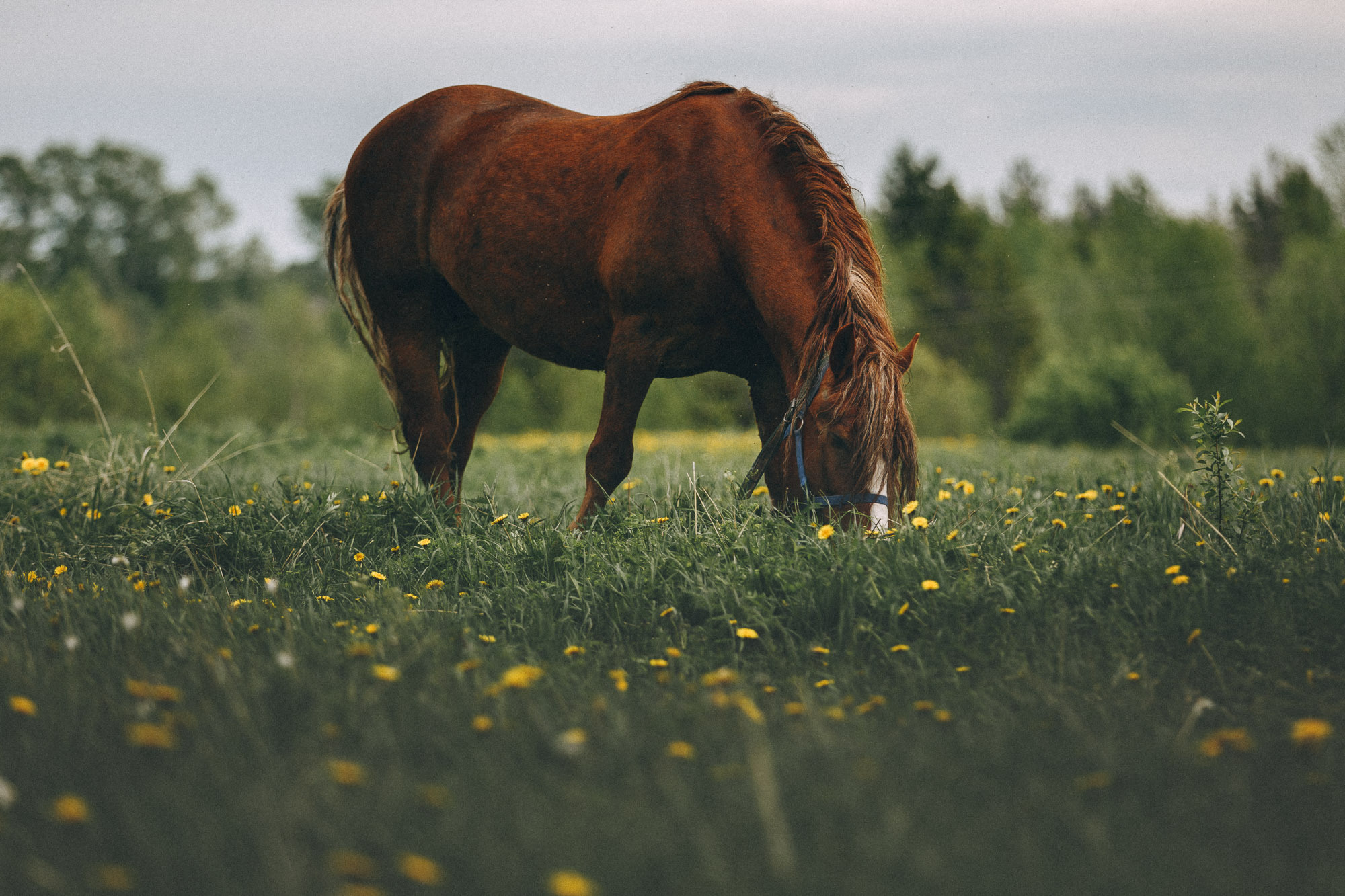 Репортажная фотосъемка на природе. Один день в Коноше с Алиной. Фотограф — путешественник Светлана Романовская