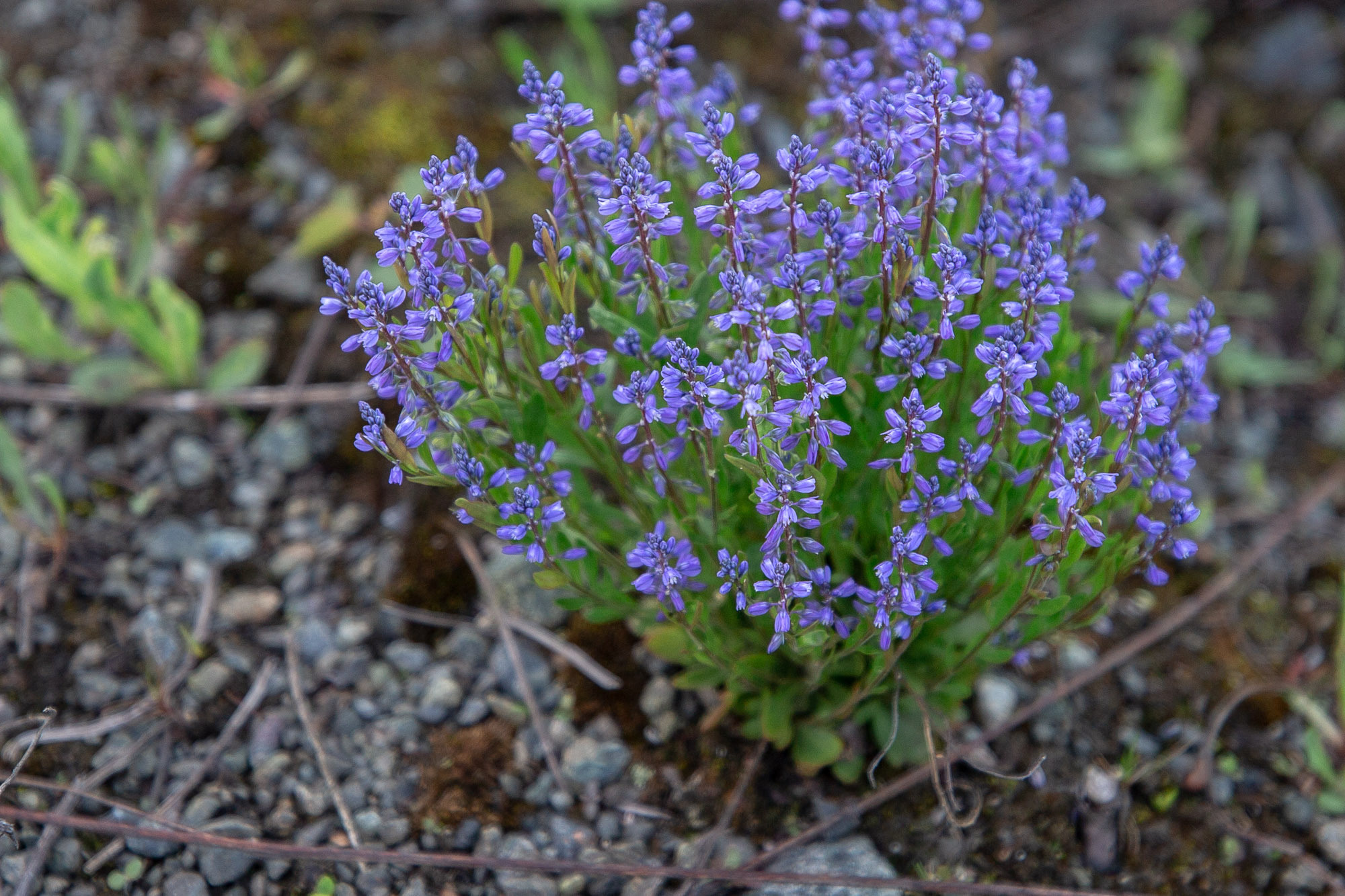 Репортажная фотосъемка на природе. Один день в Коноше с Алиной. Фотограф — путешественник Светлана Романовская