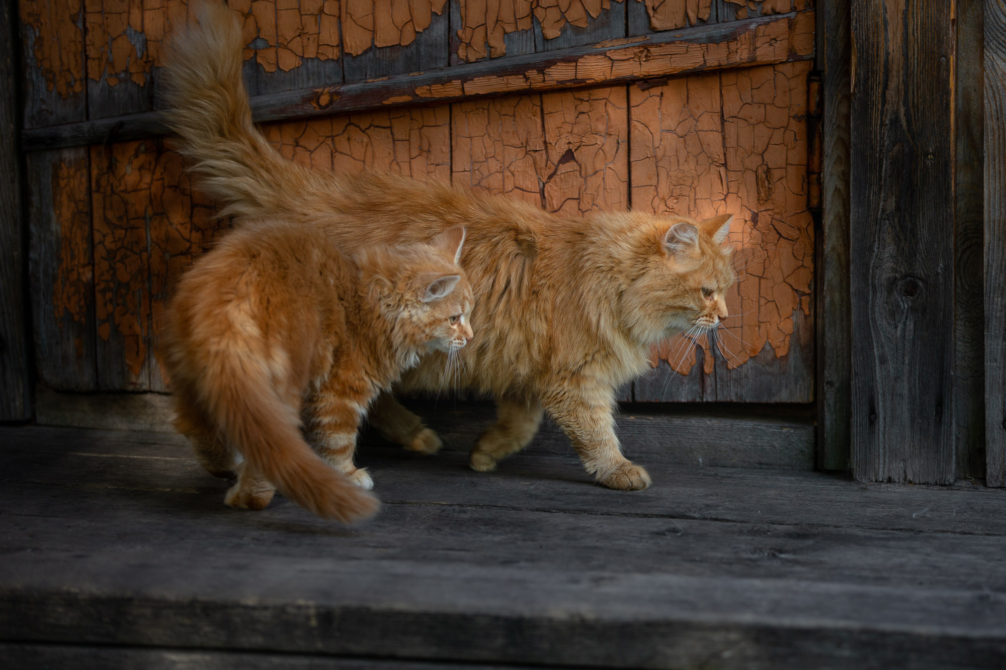 Репортажная фотосъемка на природе. Один день в Коноше с Алиной. Фотограф — путешественник Светлана Романовская
