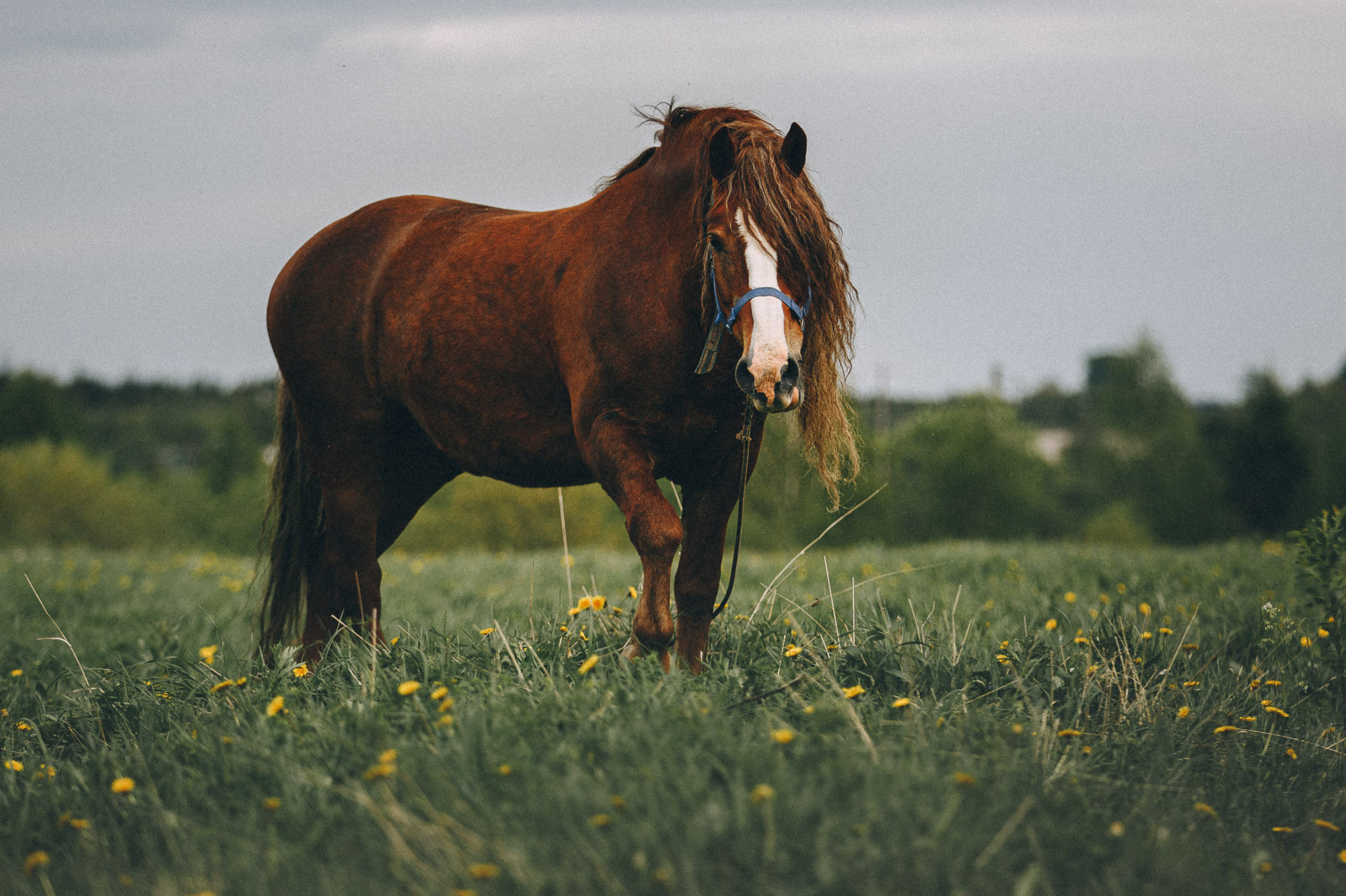 Репортажная фотосъемка на природе. Один день в Коноше с Алиной. Фотограф — путешественник Светлана Романовская