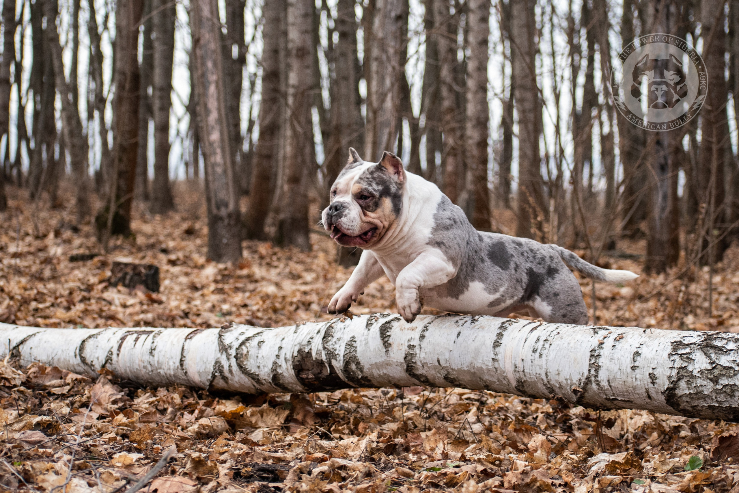 кобель на вязку American Bully в Хабаровске