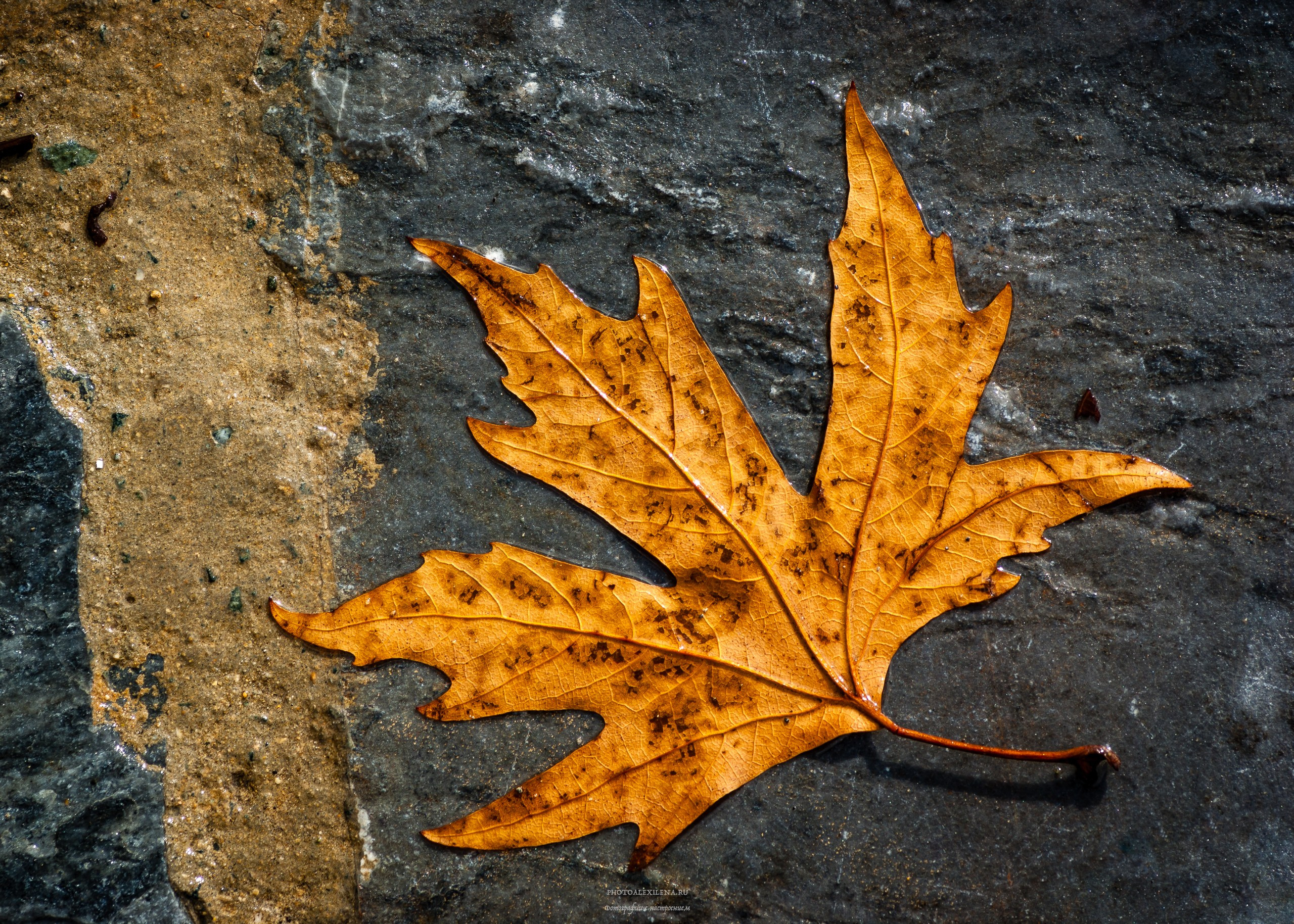 Что такое осень?. Авторские стильные фотокартины