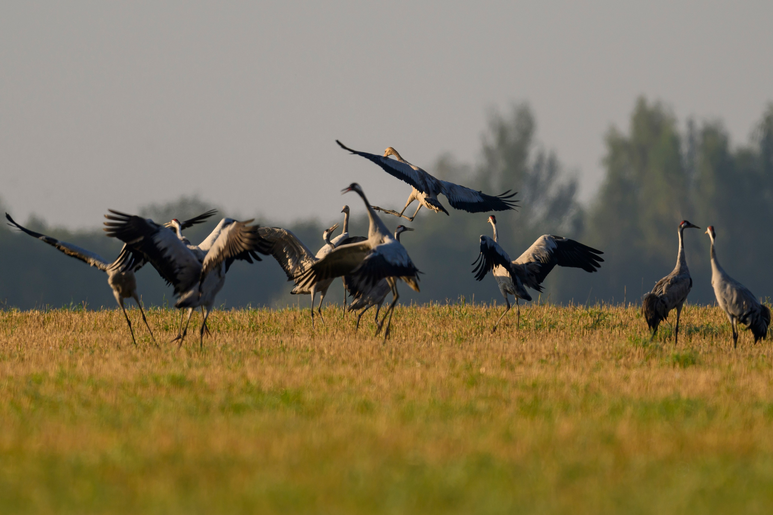Танцы журавлей. Dances of the Cranes. Фотограф Сергей Пупонин