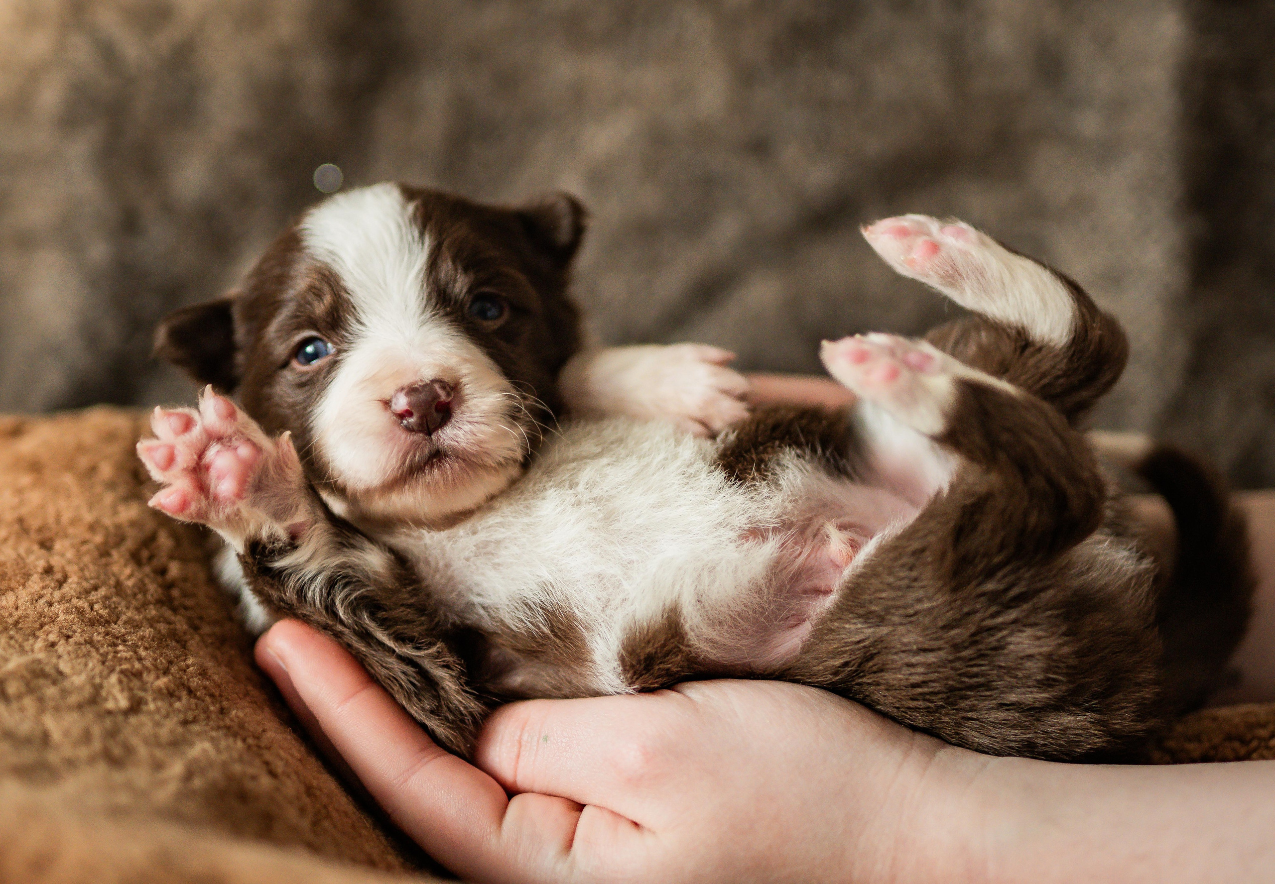 Фритсвит. Семейный фотограф Ефремова Виктория