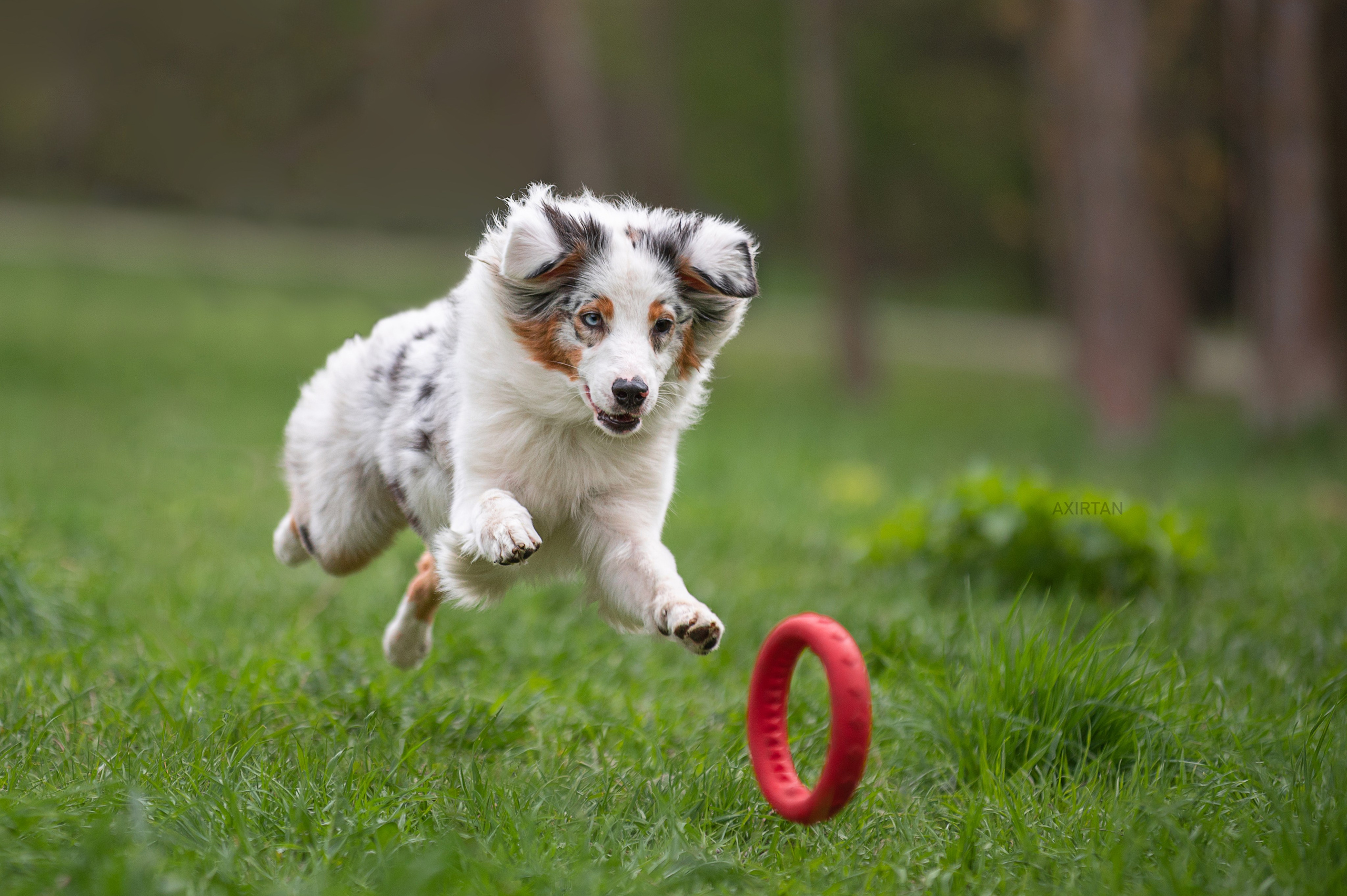 Кайса. BLGKV питомник собак
