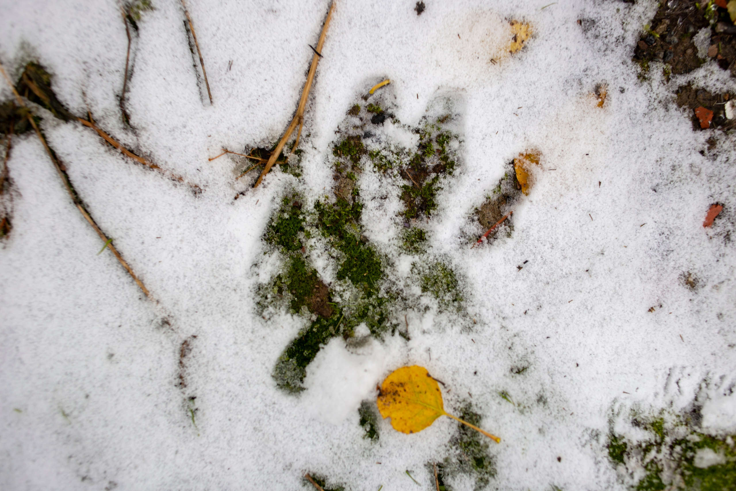 Сумерки речи. Михаил Курганов
