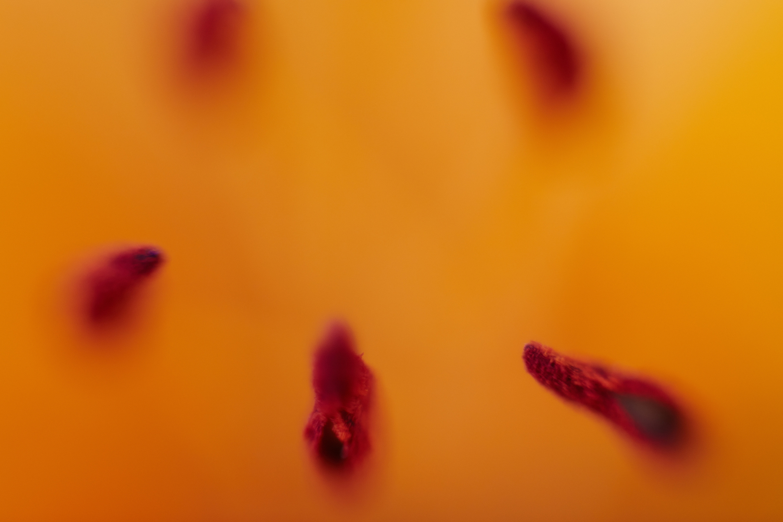 Фотограф Анастасия Федорова Санкт-Петербург