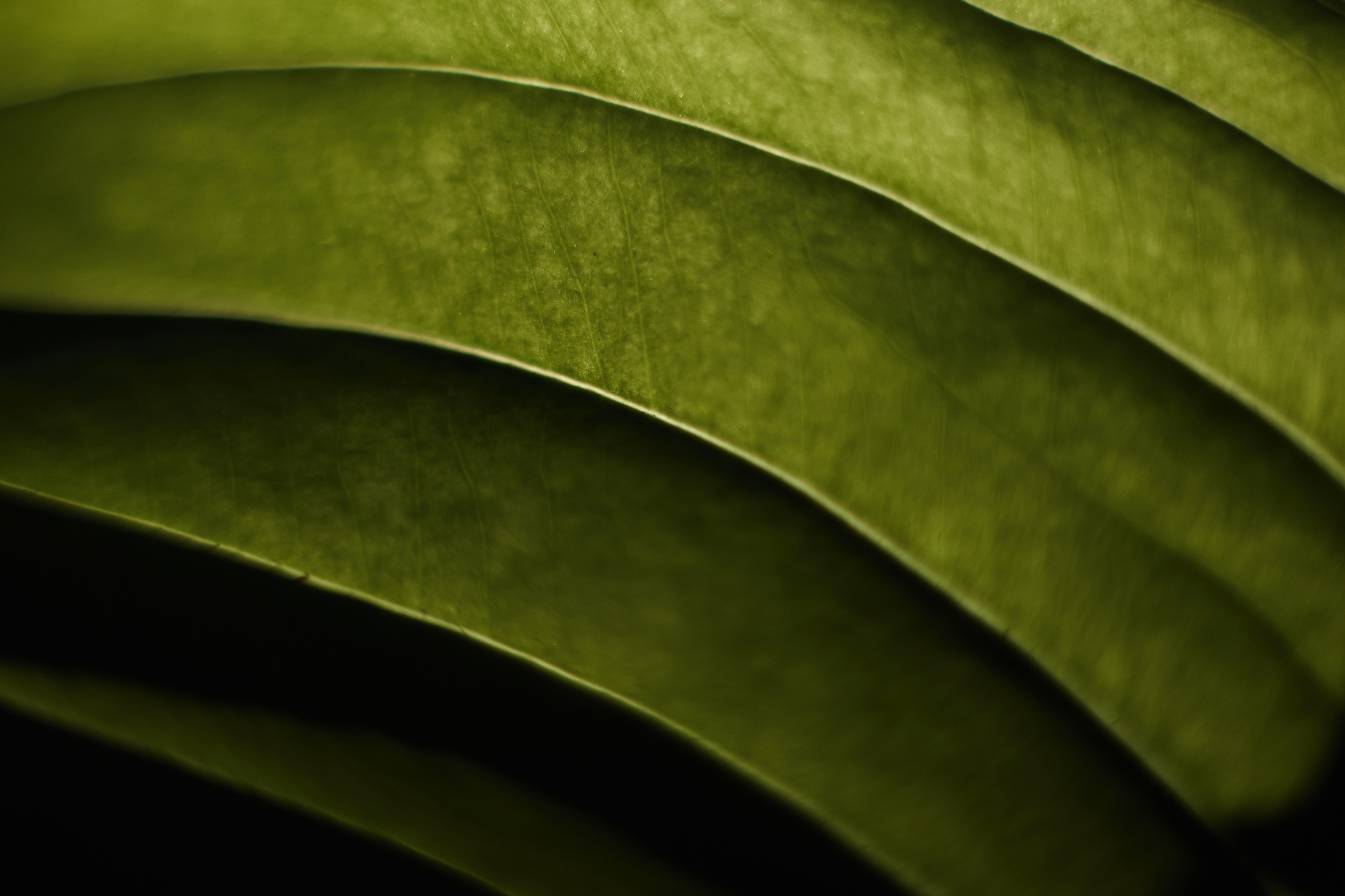 Фотограф Анастасия Федорова Санкт-Петербург