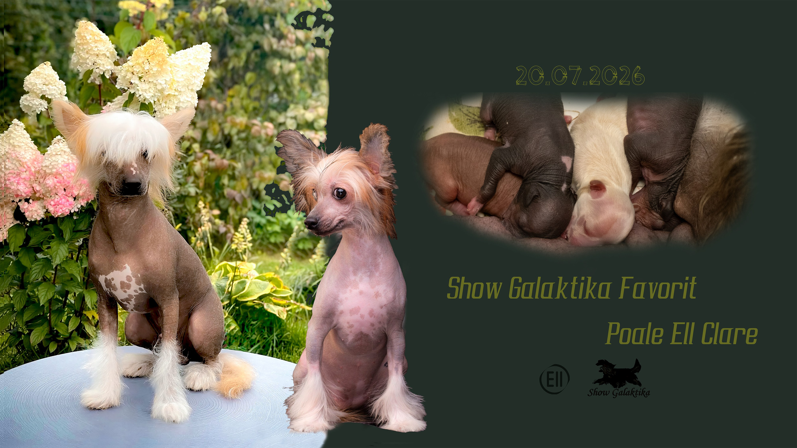 Помёт E | 20.07.2026. Poale Ell Chinese Crested Dog Kennel: Buy a puppy from the kennel