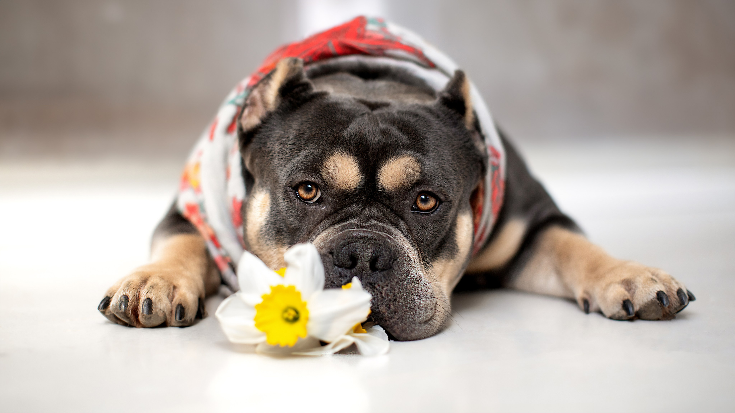 Портретная и семейная съемка. Фотограф анималист
