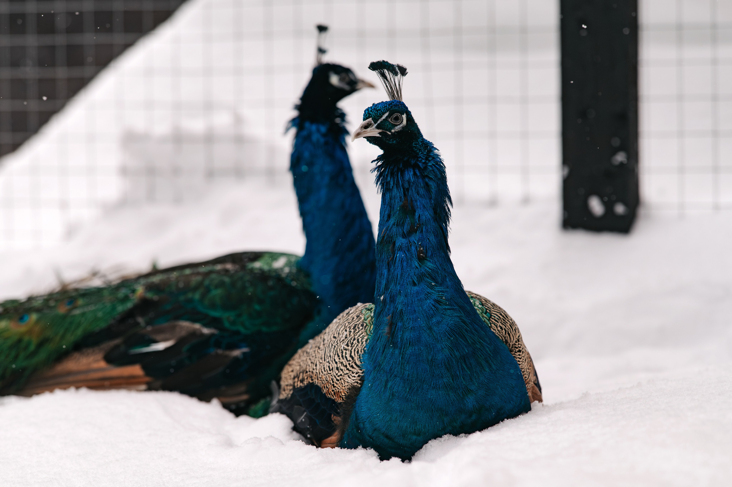 Фотосъемка для наполнения сайта загородного отеля Барин. Свадебный и семейный фотограф Виктория Носачёва. Щелково, Москва и МО