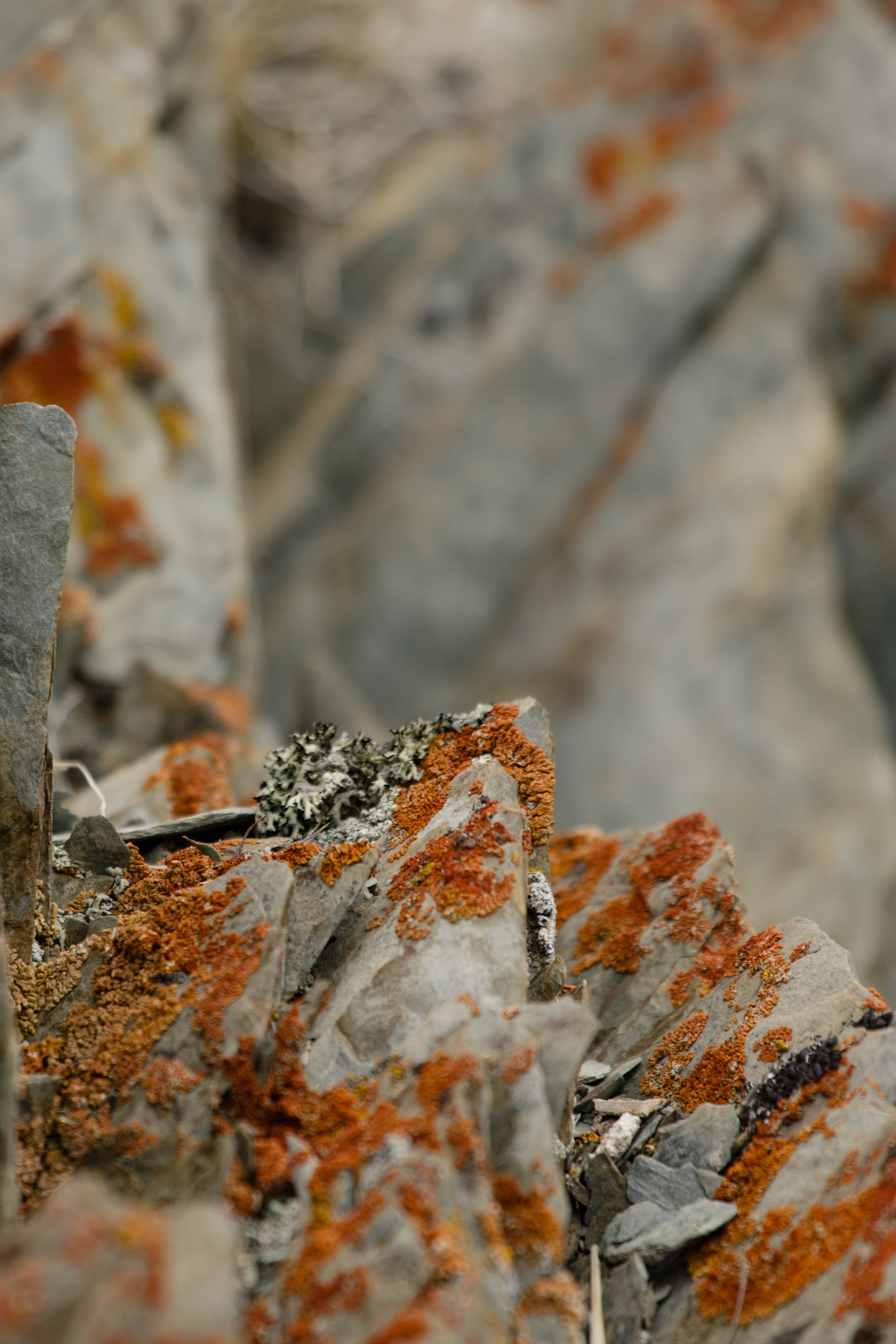 Горный Алтай. Фотограф Кирилл Мешков Кемерово