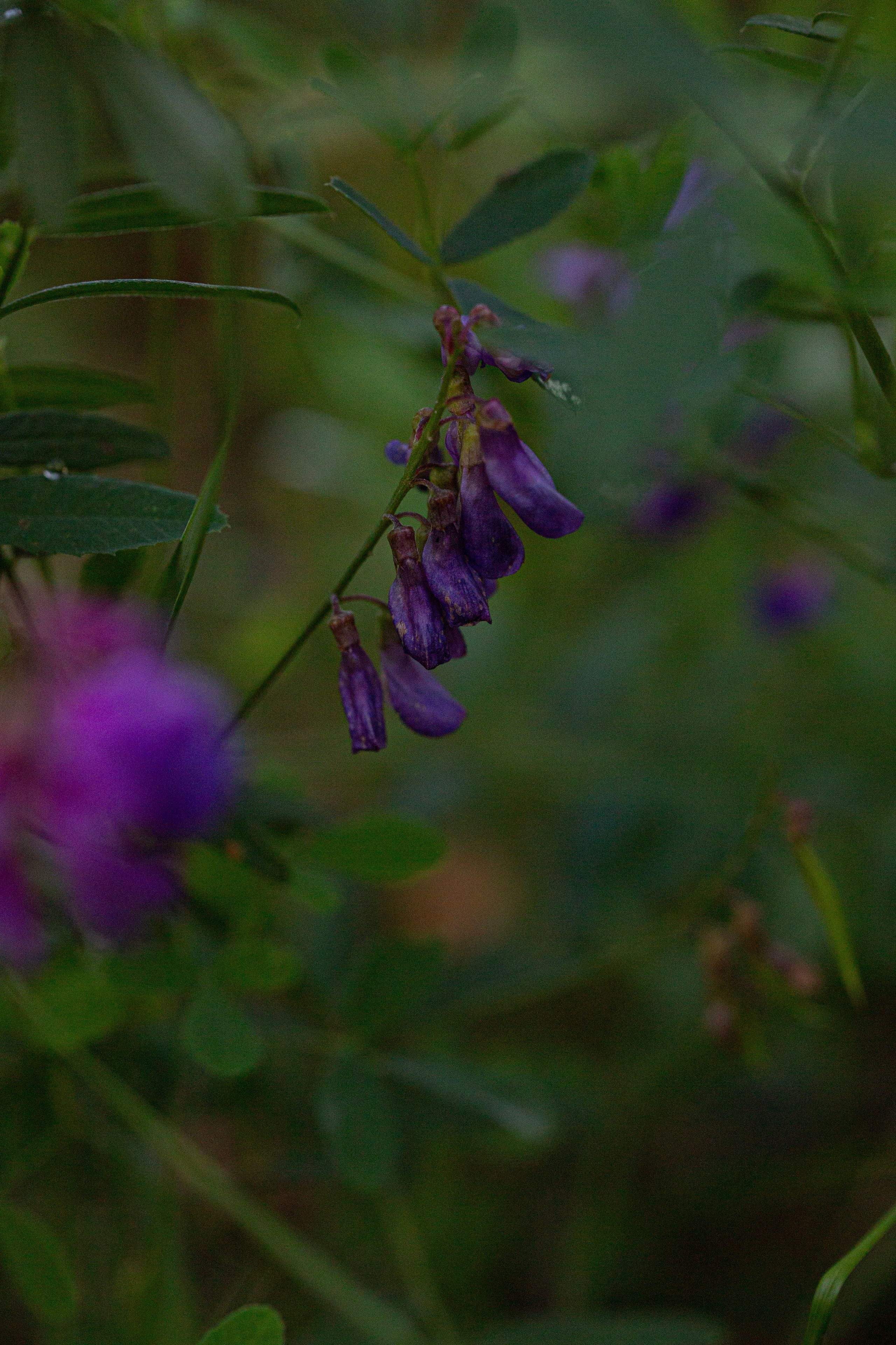 Green. Фотограф Олеся Кавлакан