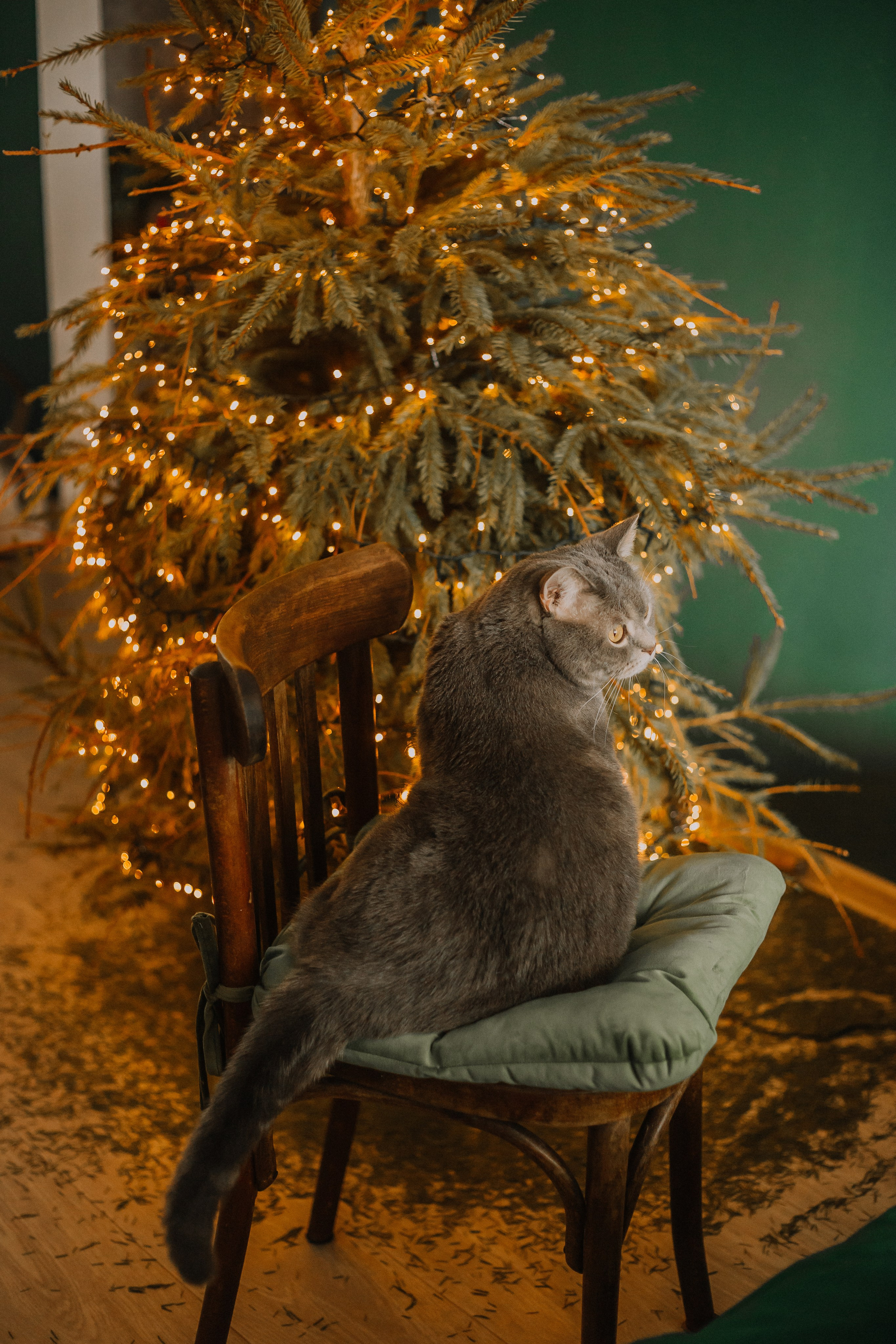 Портфолио animal. Фотограф — анималист Маргарита Хелбен Краснодар