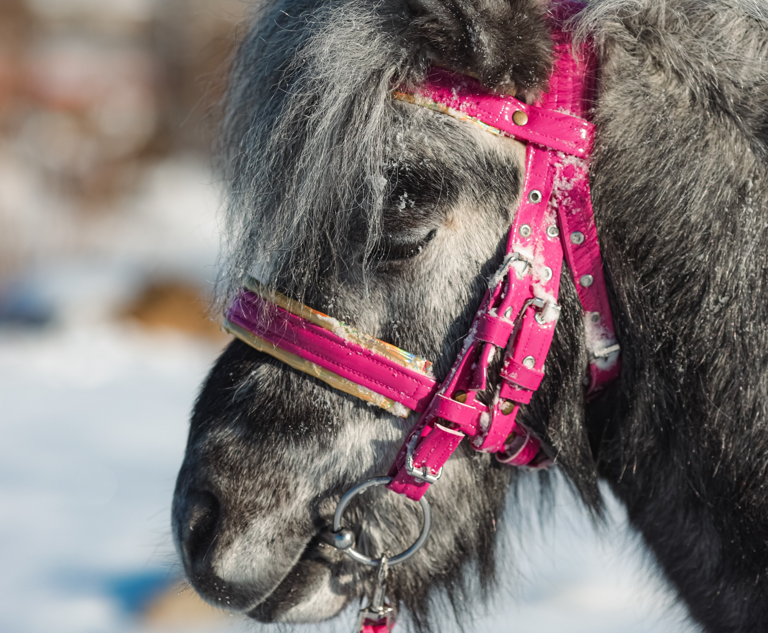 Бублик. Фотограф Варвара Ермоленко