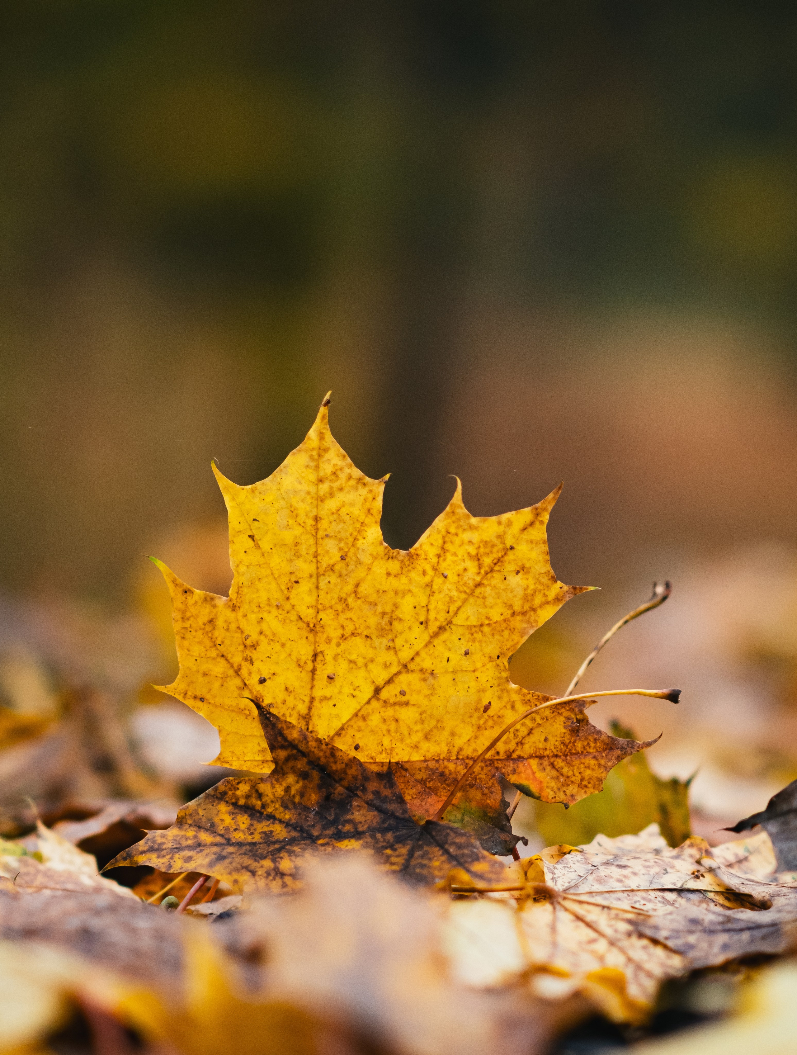 Фотостудия в Москве LUXARTPHOTO