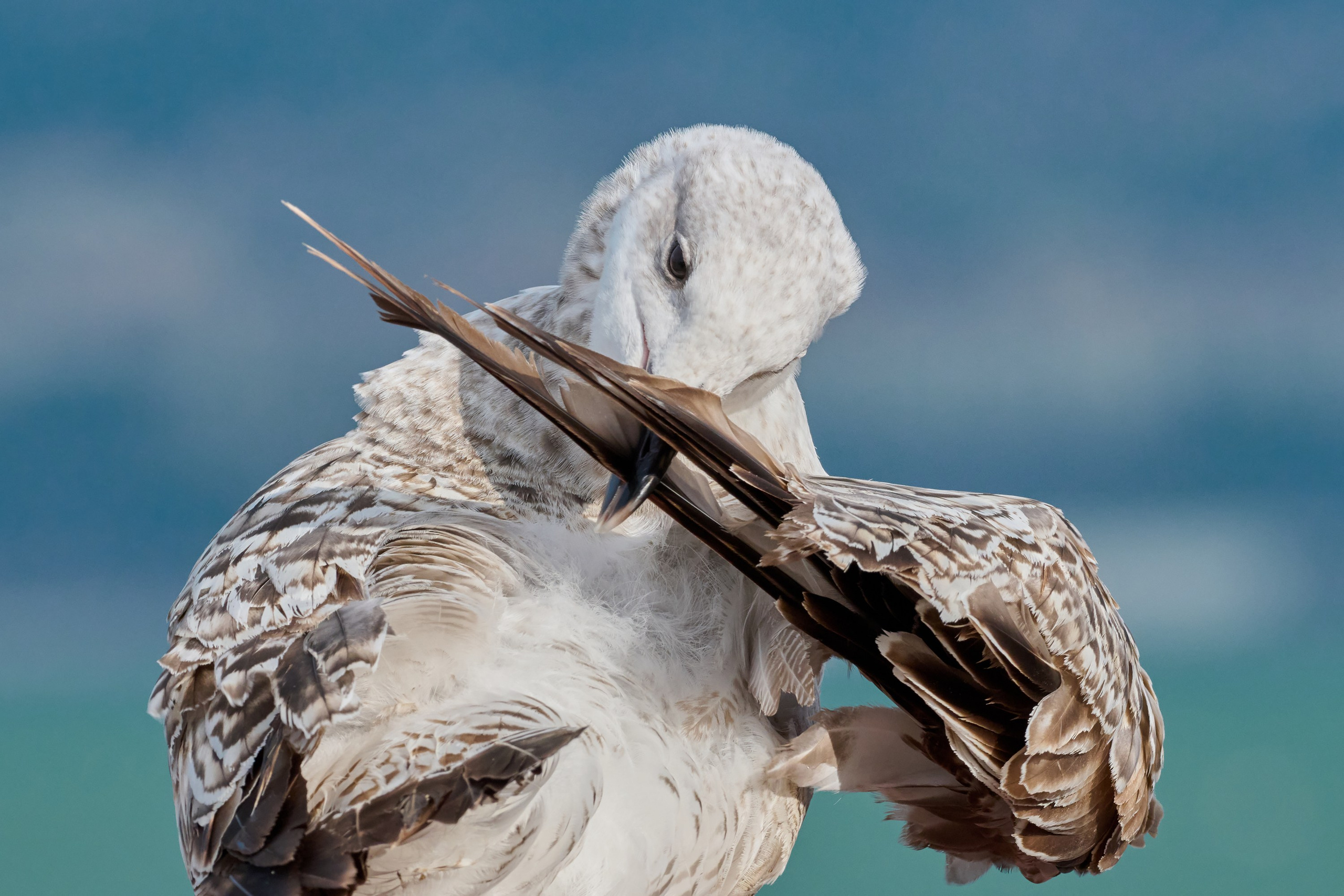 Фотографии животных. Яркие фото на Чёрном море