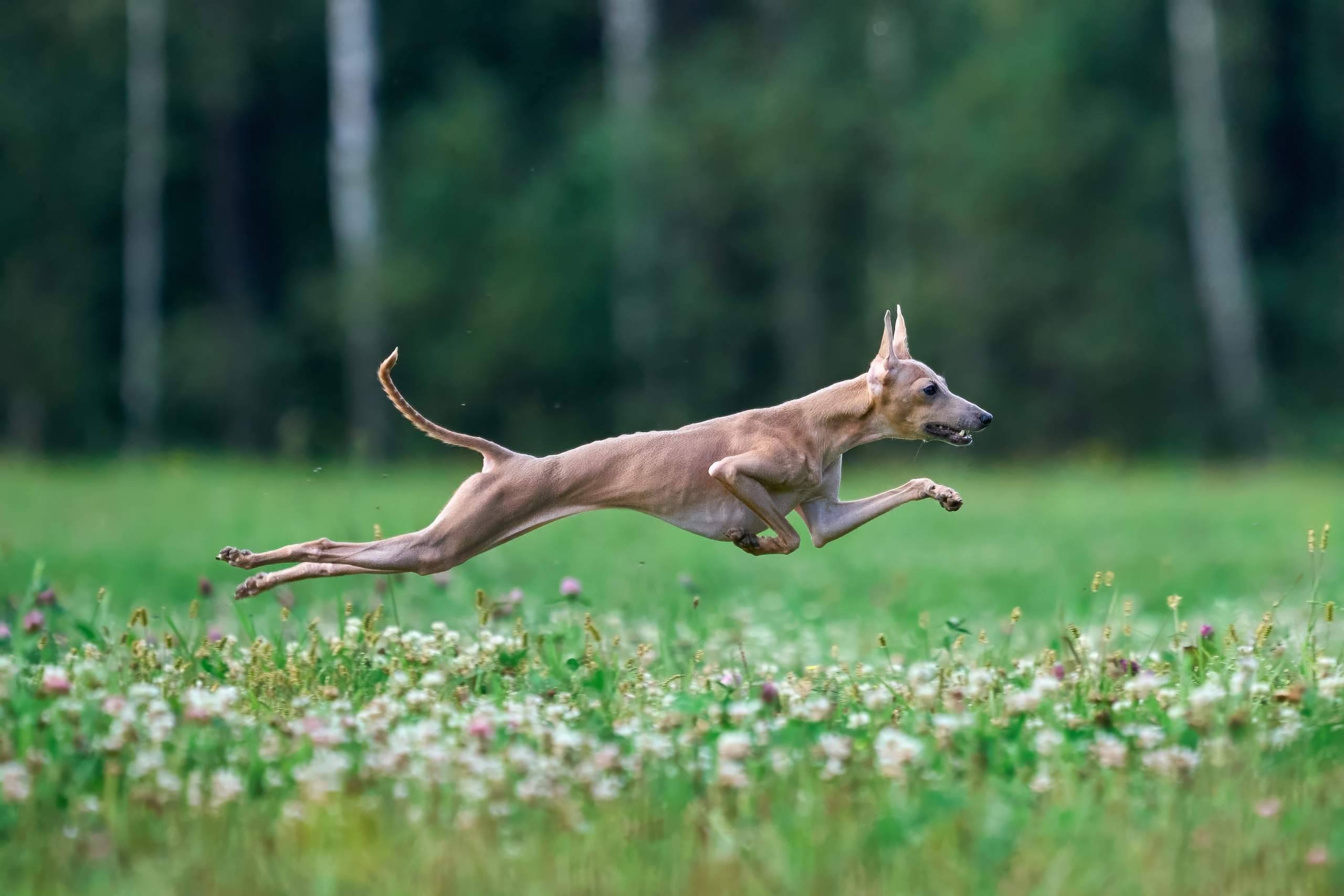 Тренировка в Донино. Фотограф-анималист Михаил Манухин