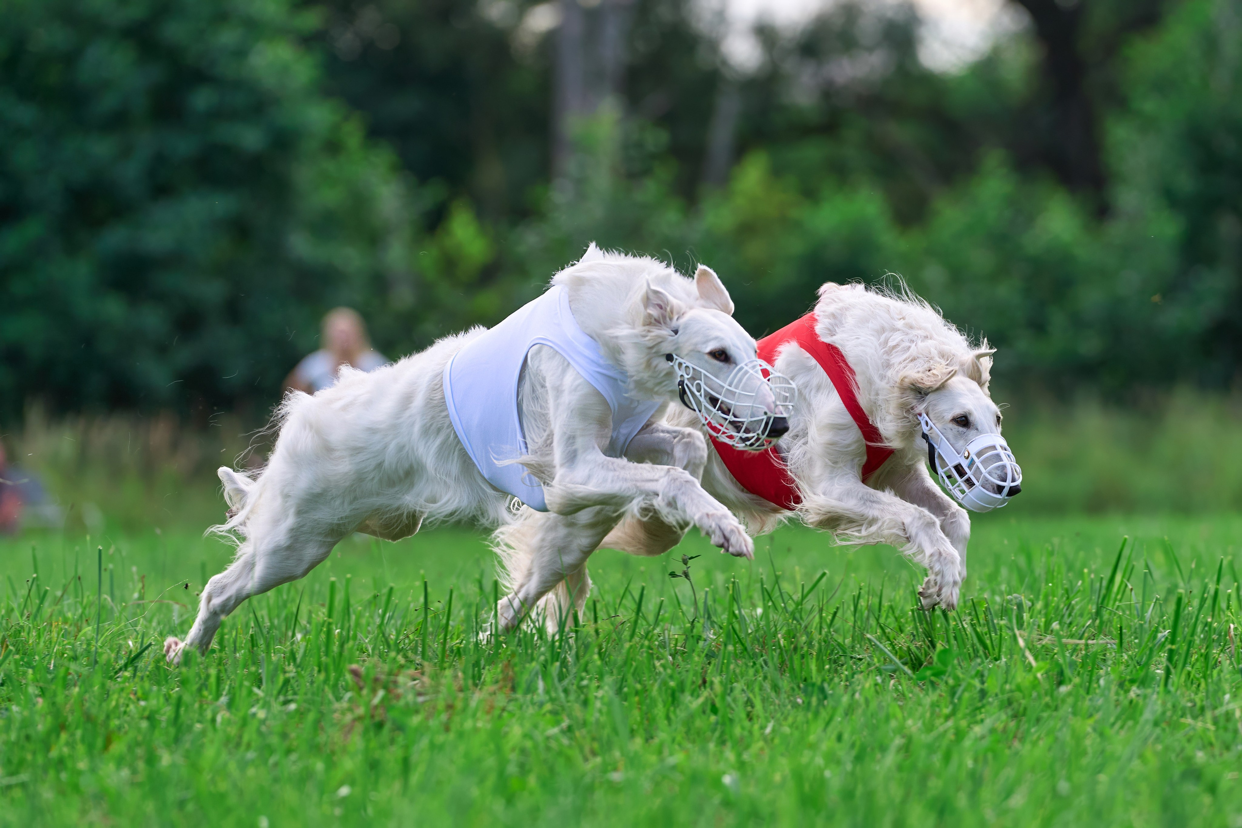 Тренировка в Донино. Фотограф-анималист Михаил Манухин