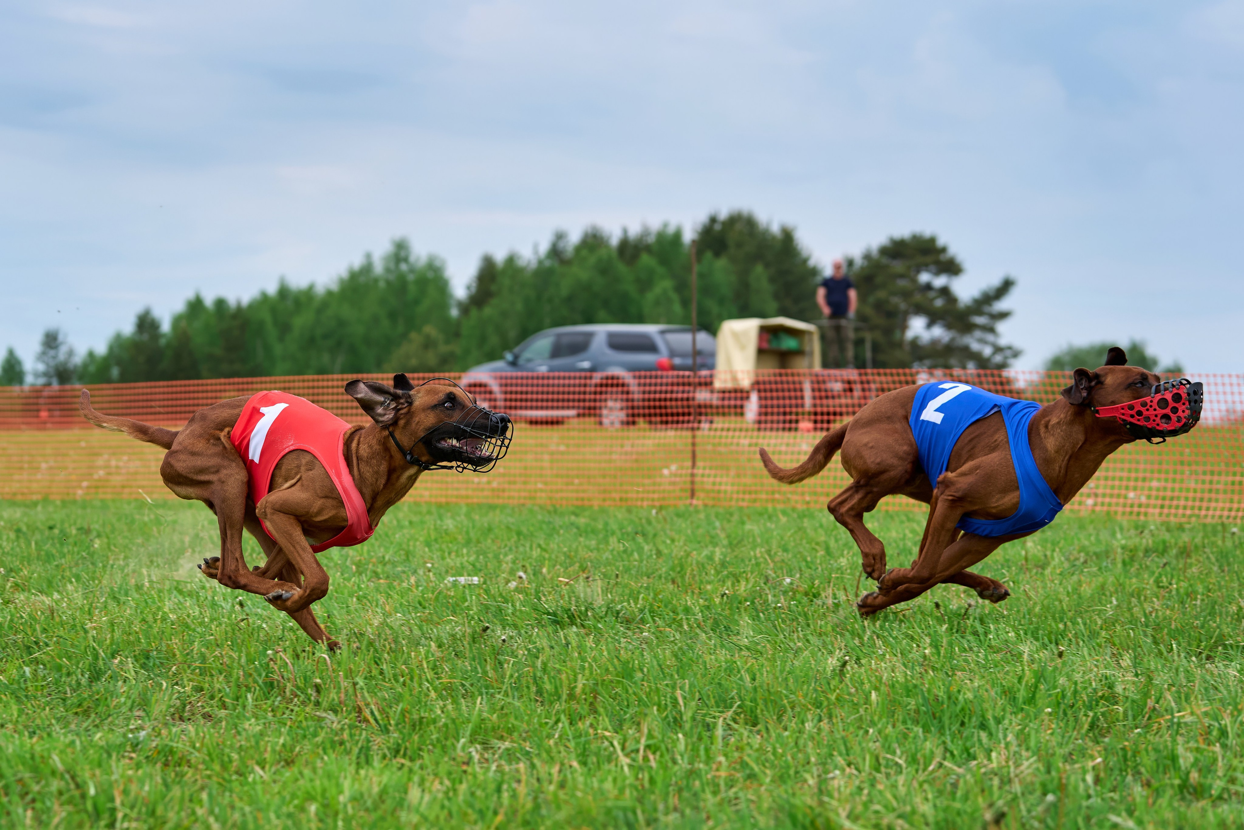 Квалификация по рейсингу. РАЛББ и Курсинг на Ярославке. Фотограф-анималист Михаил Манухин