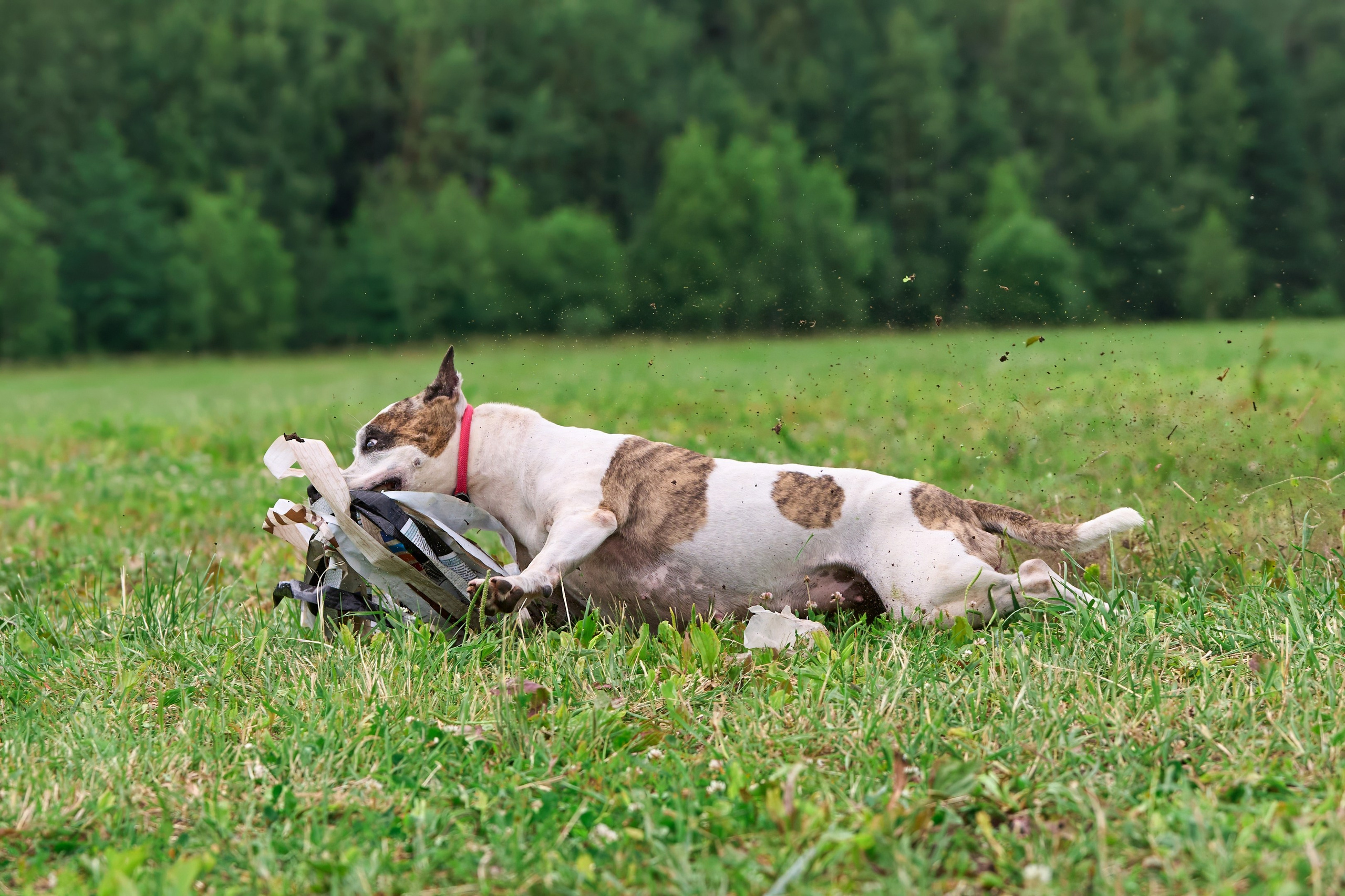 Тренировка по курсингу в Донино. Фотограф-анималист Михаил Манухин