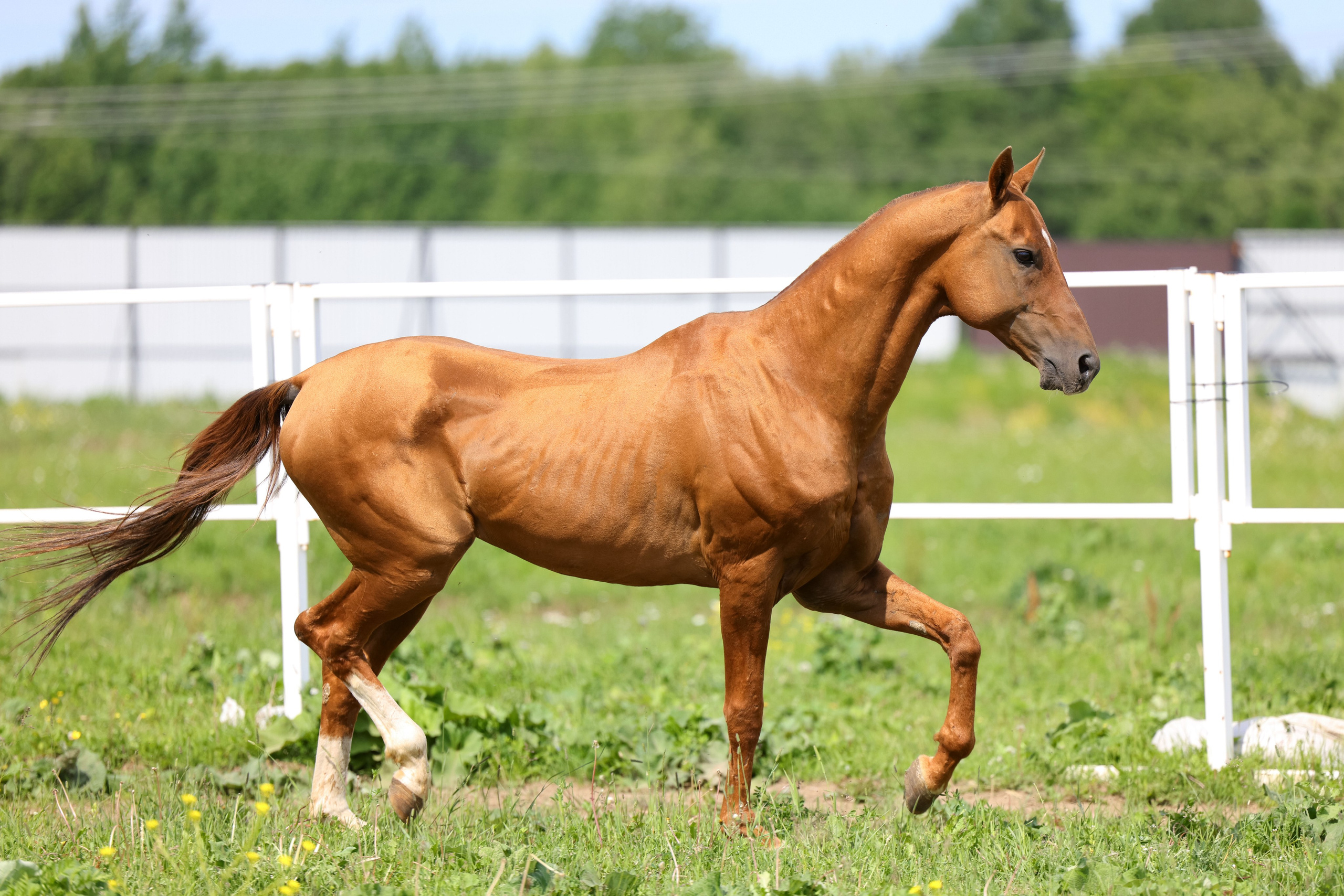 Фокус. Продажа ахалтекинских и полукровных лошадей