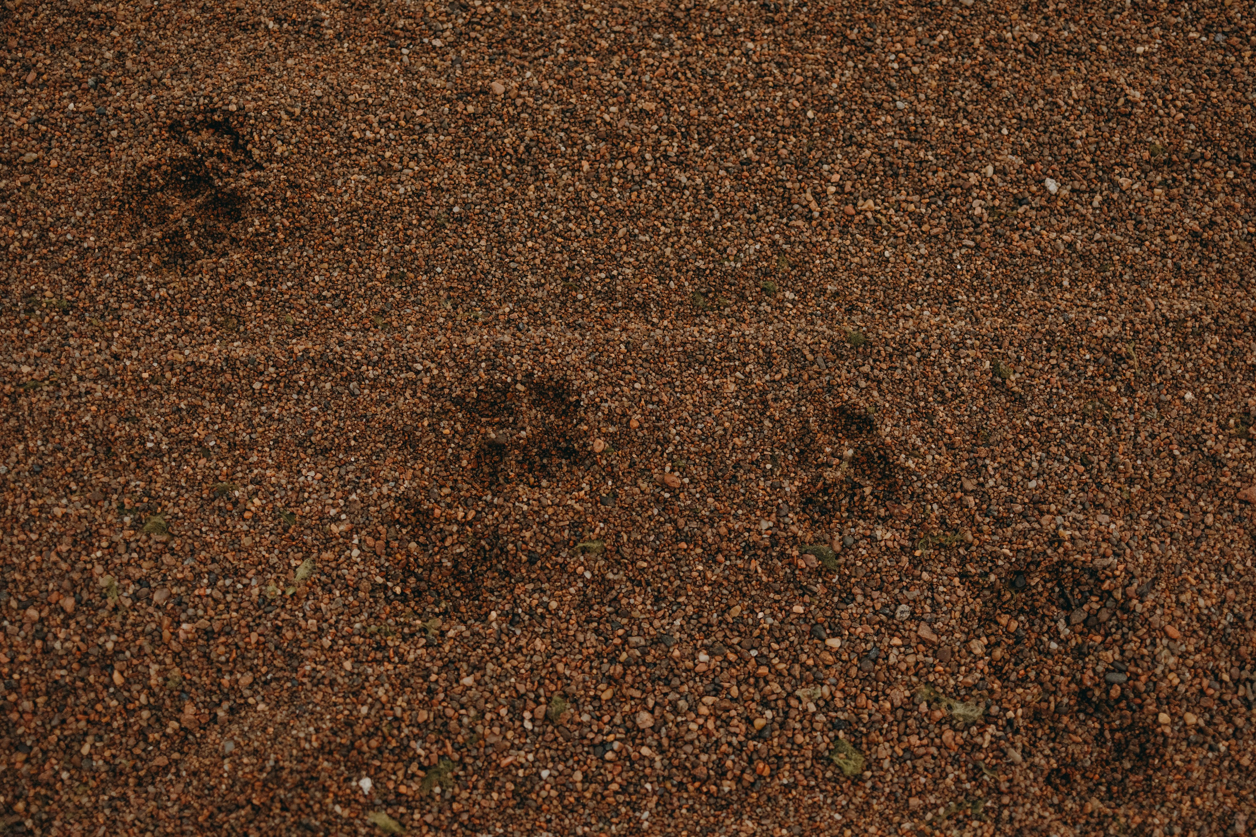 Консультация. Фотограф — Анималист | Санкт-Петербург