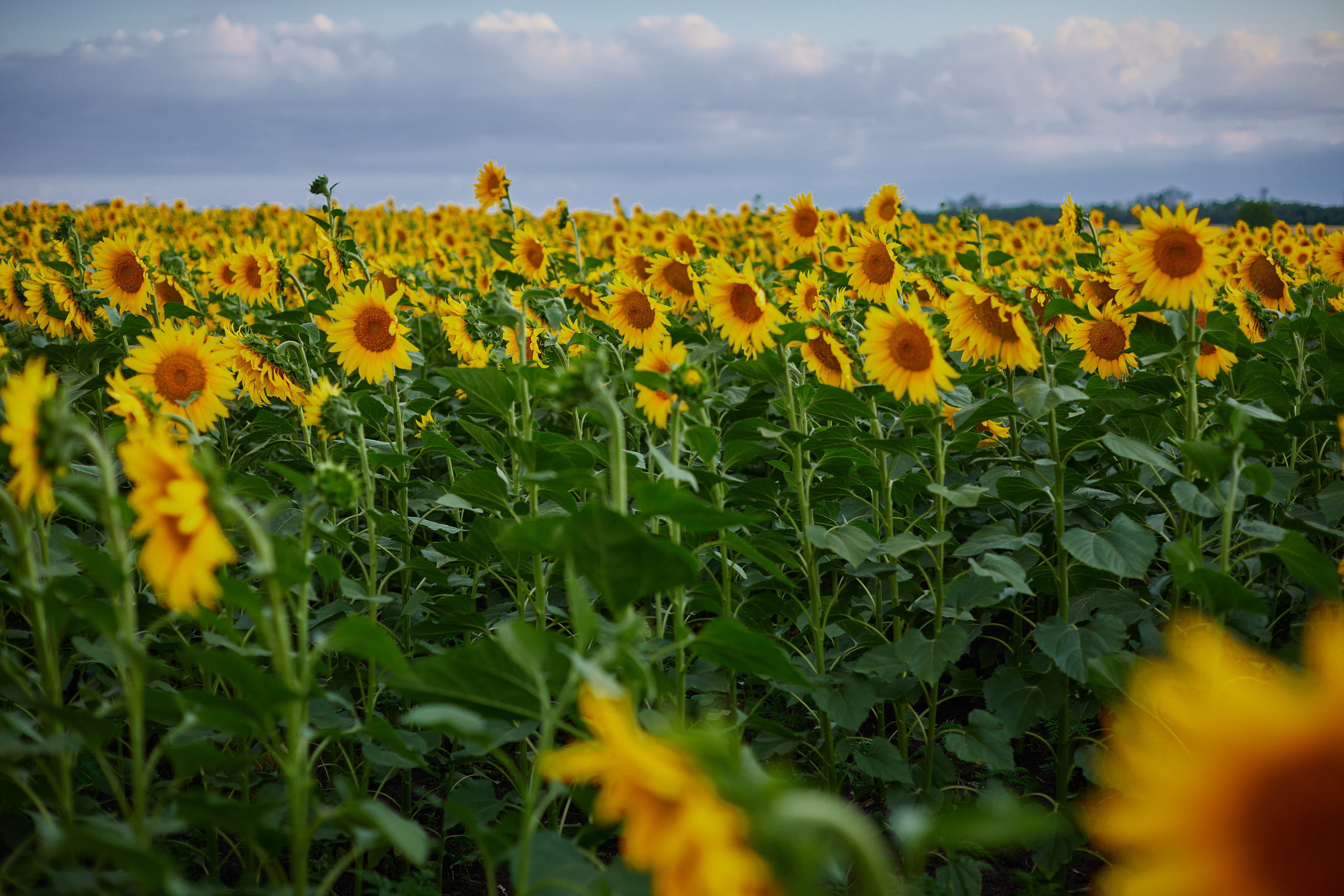 «Ягодка». Свадебный и креативный фотограф в ЮФО и МСК