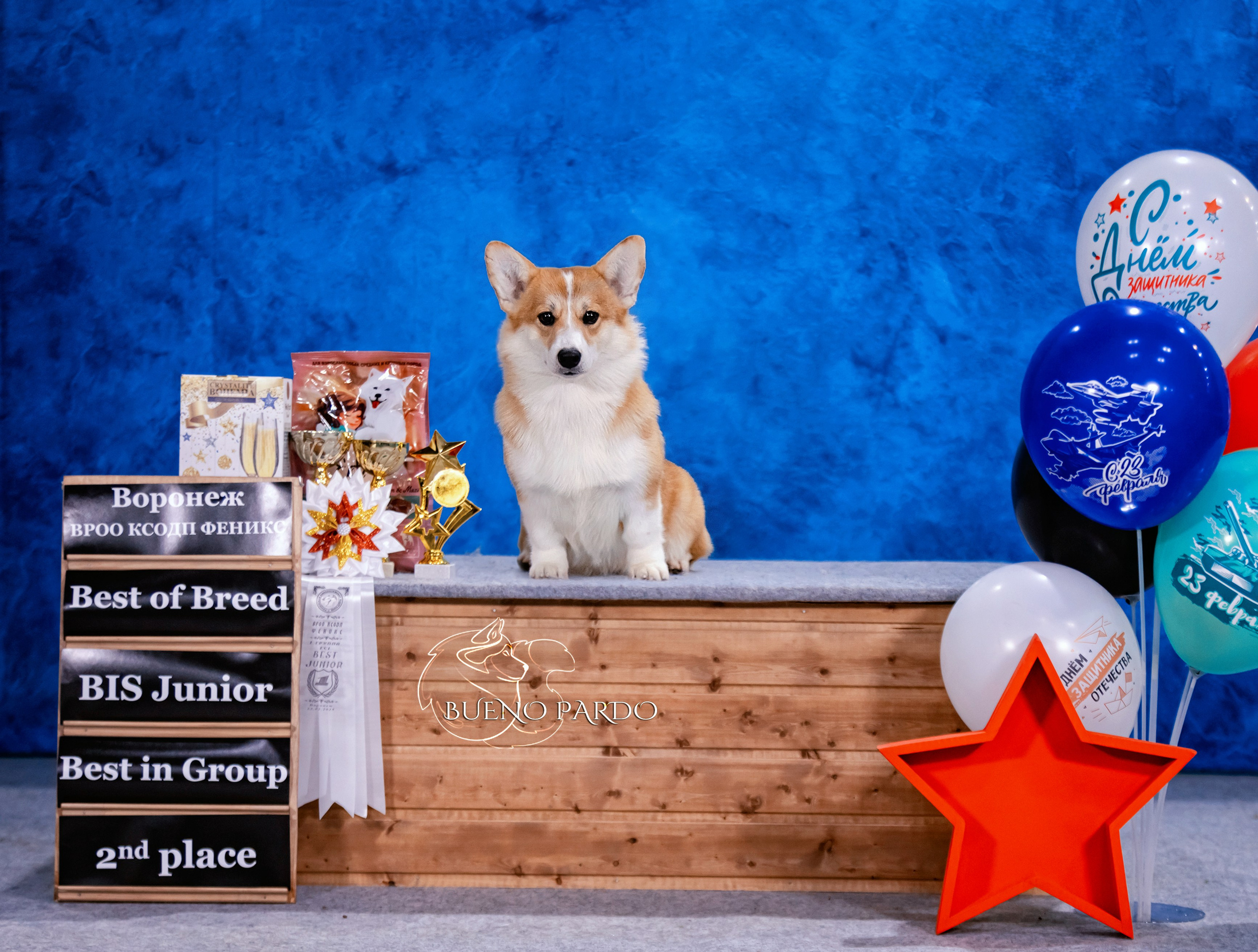 Собаки питомника Bueno Pardo. Питомник собак Акита, Хаски, Корги