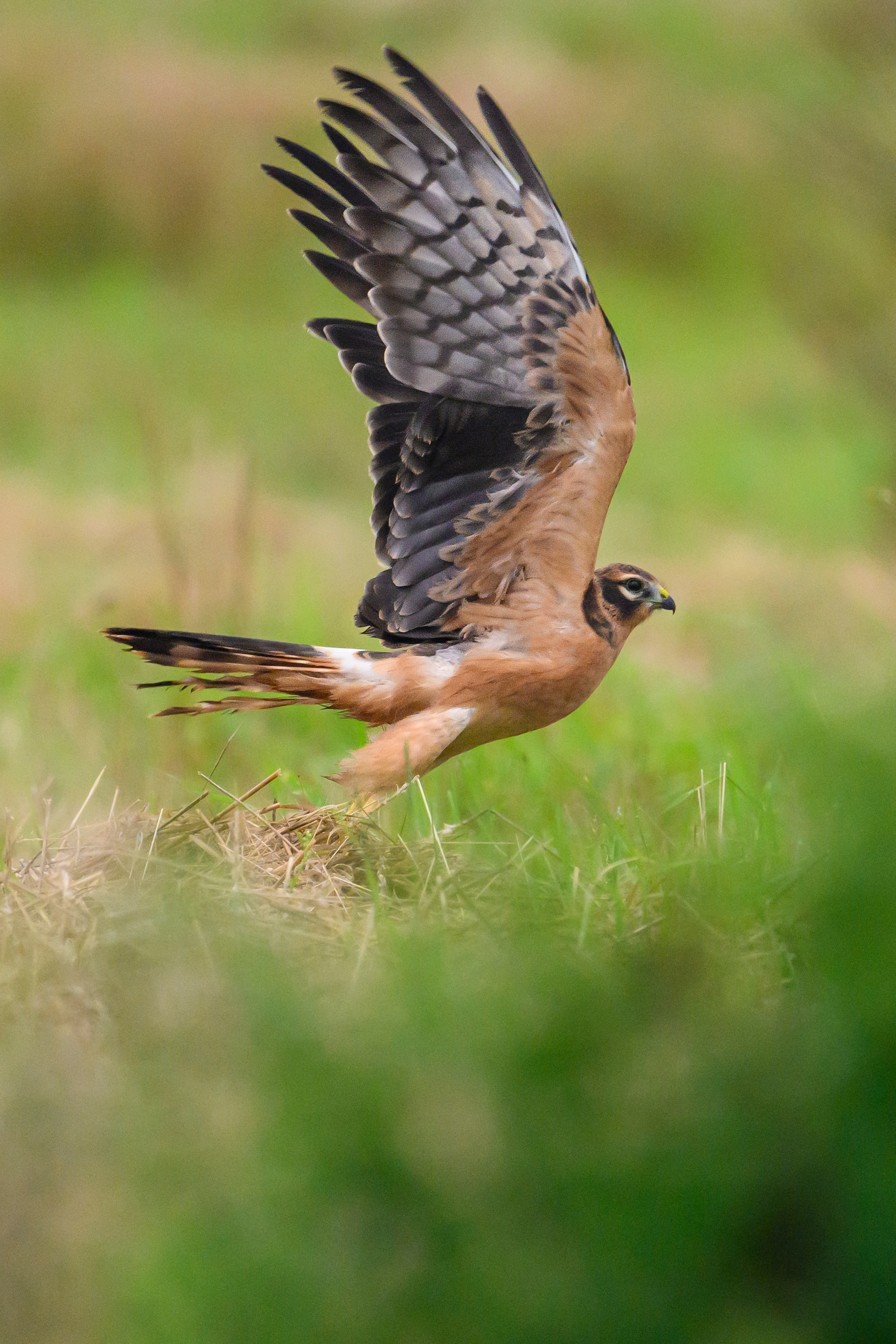 Журавли опять мимо. The cranes are passing by again. Фотограф Сергей Пупонин