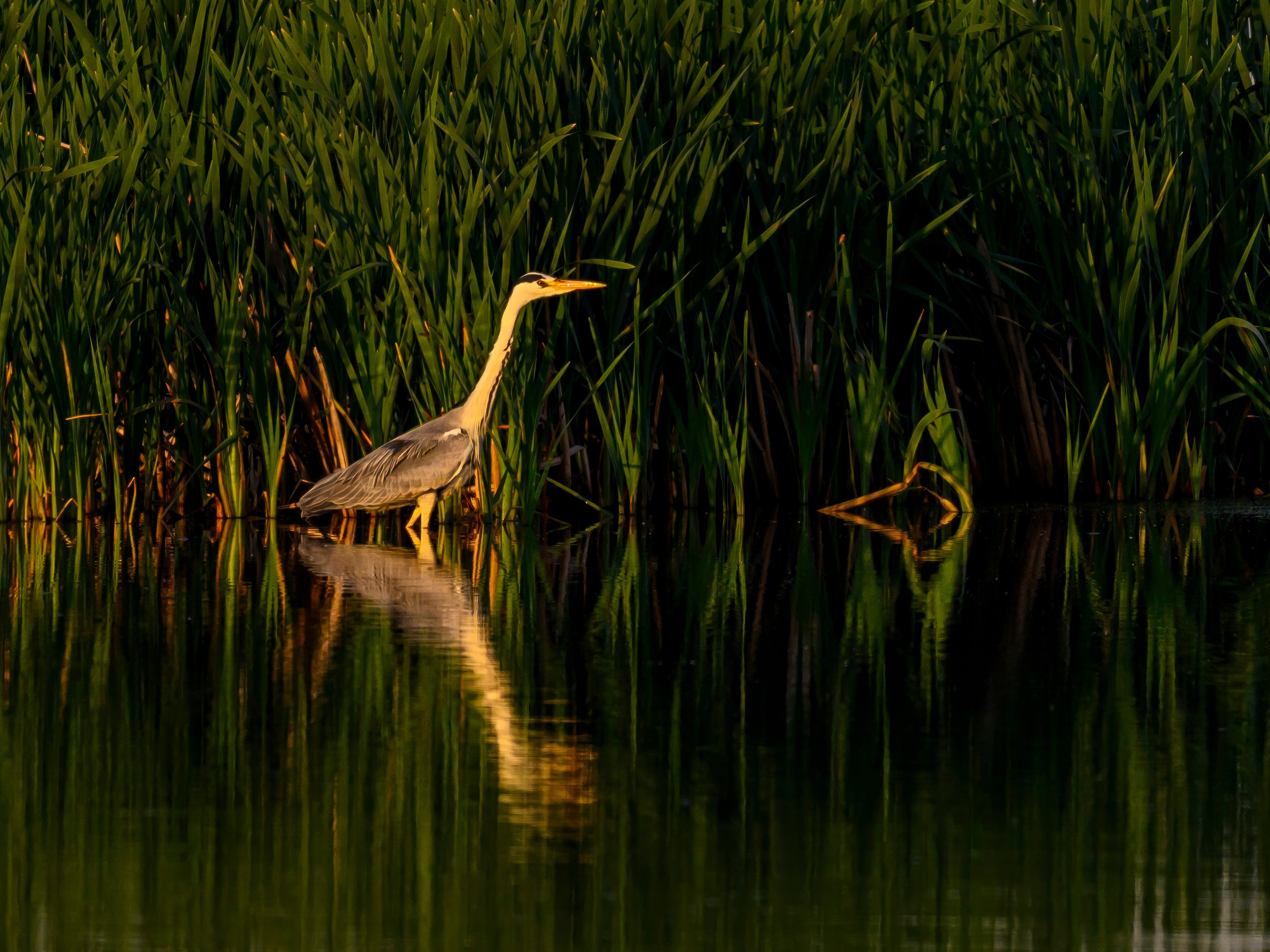 Охота сов и схватка с лунем. Фотограф Сергей Пупонин