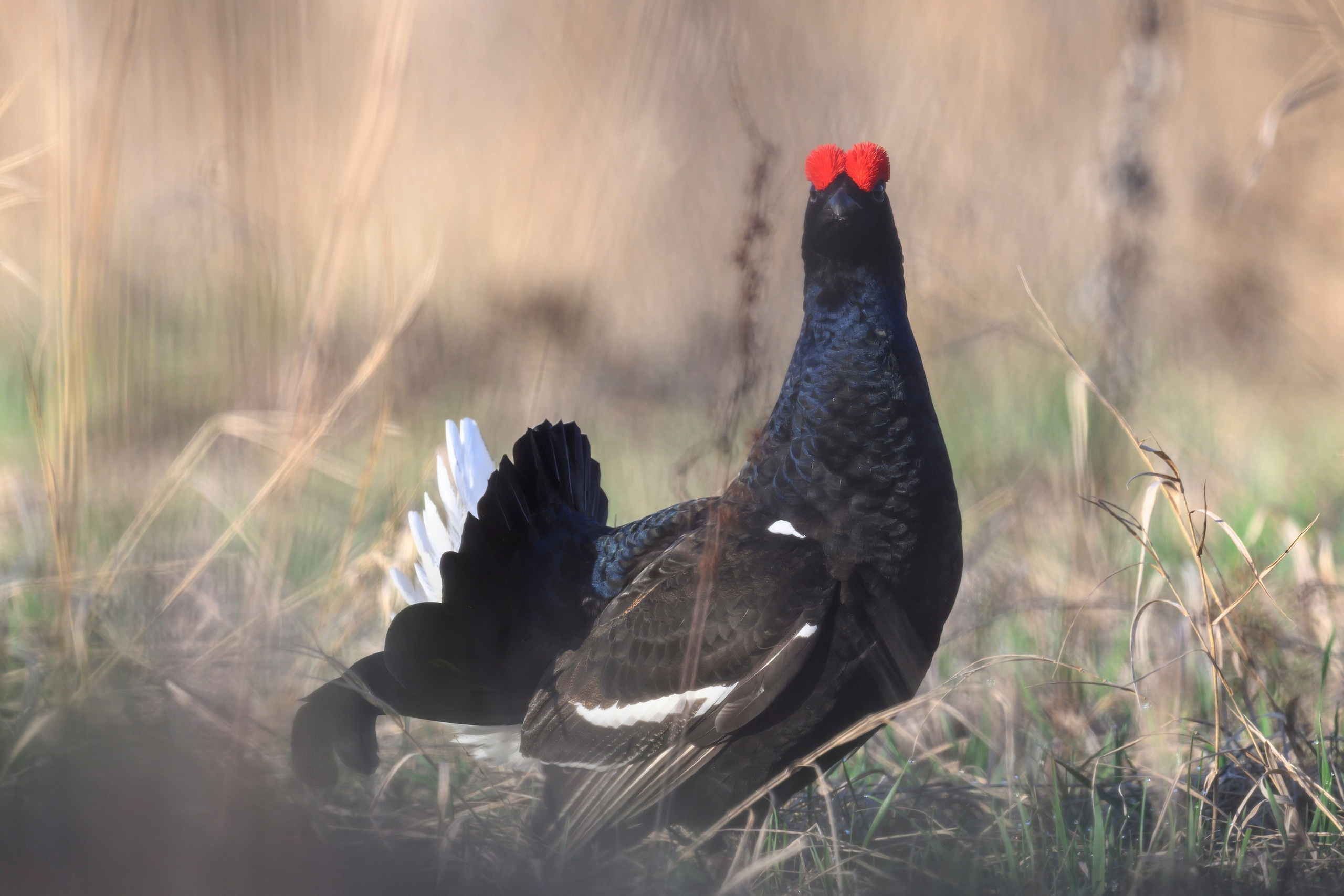 Тетерев. Wildlife photography by Sergey Puponin