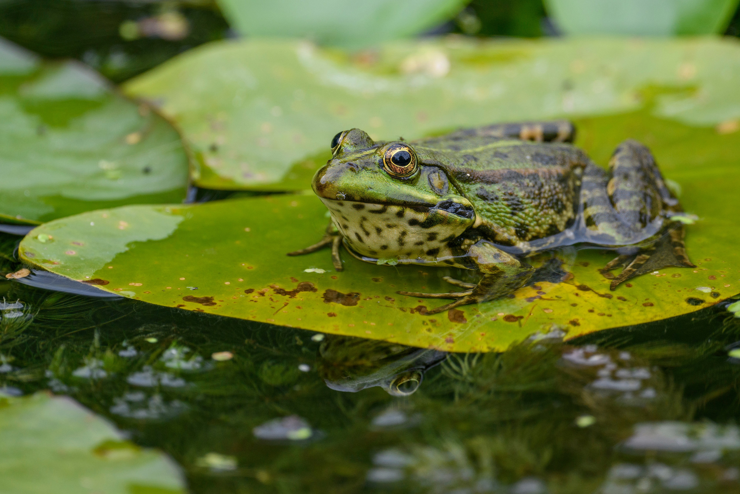 ГБС, Москва. Фотограф Сергей Пупонин